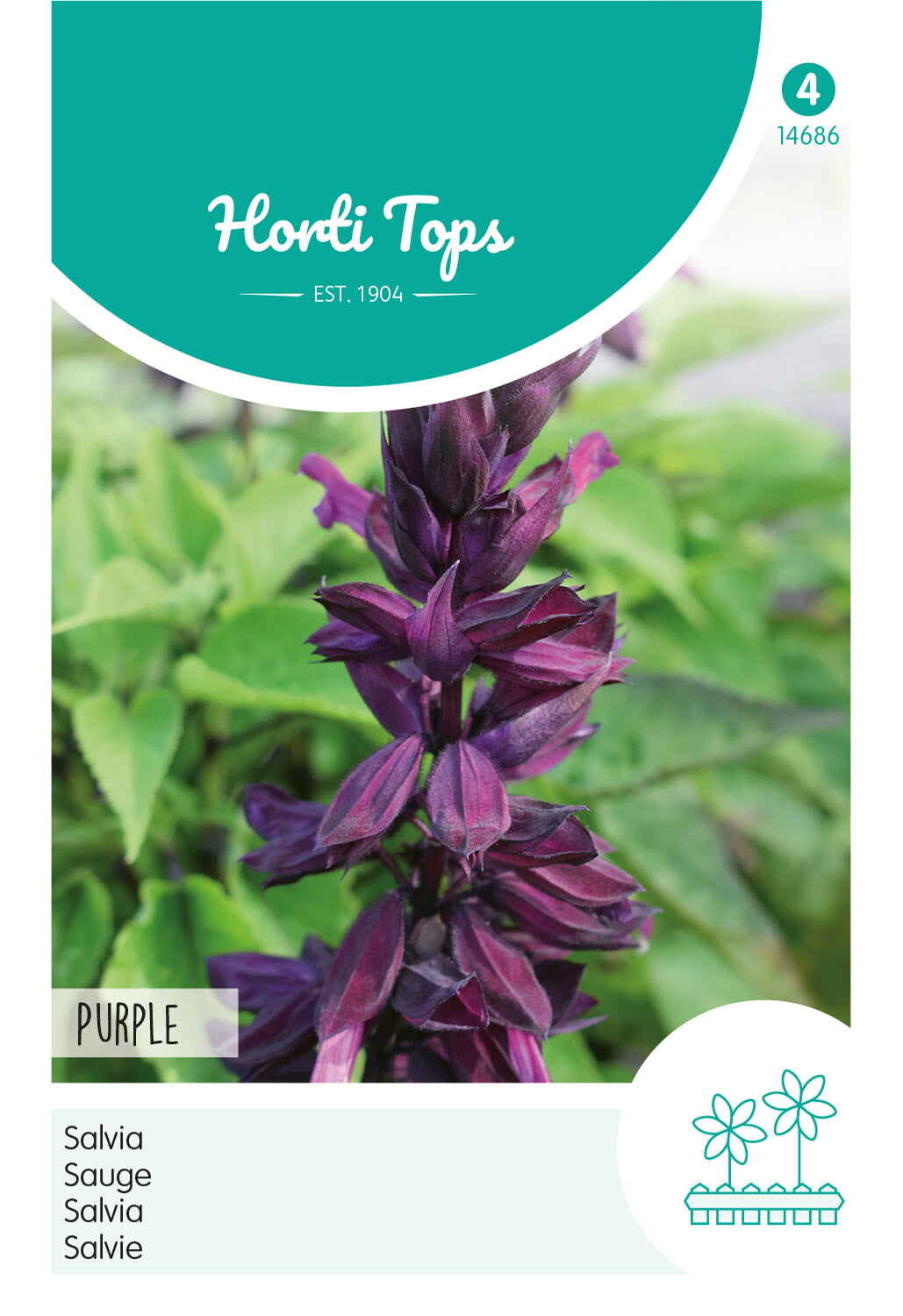HT Salvia, Purple