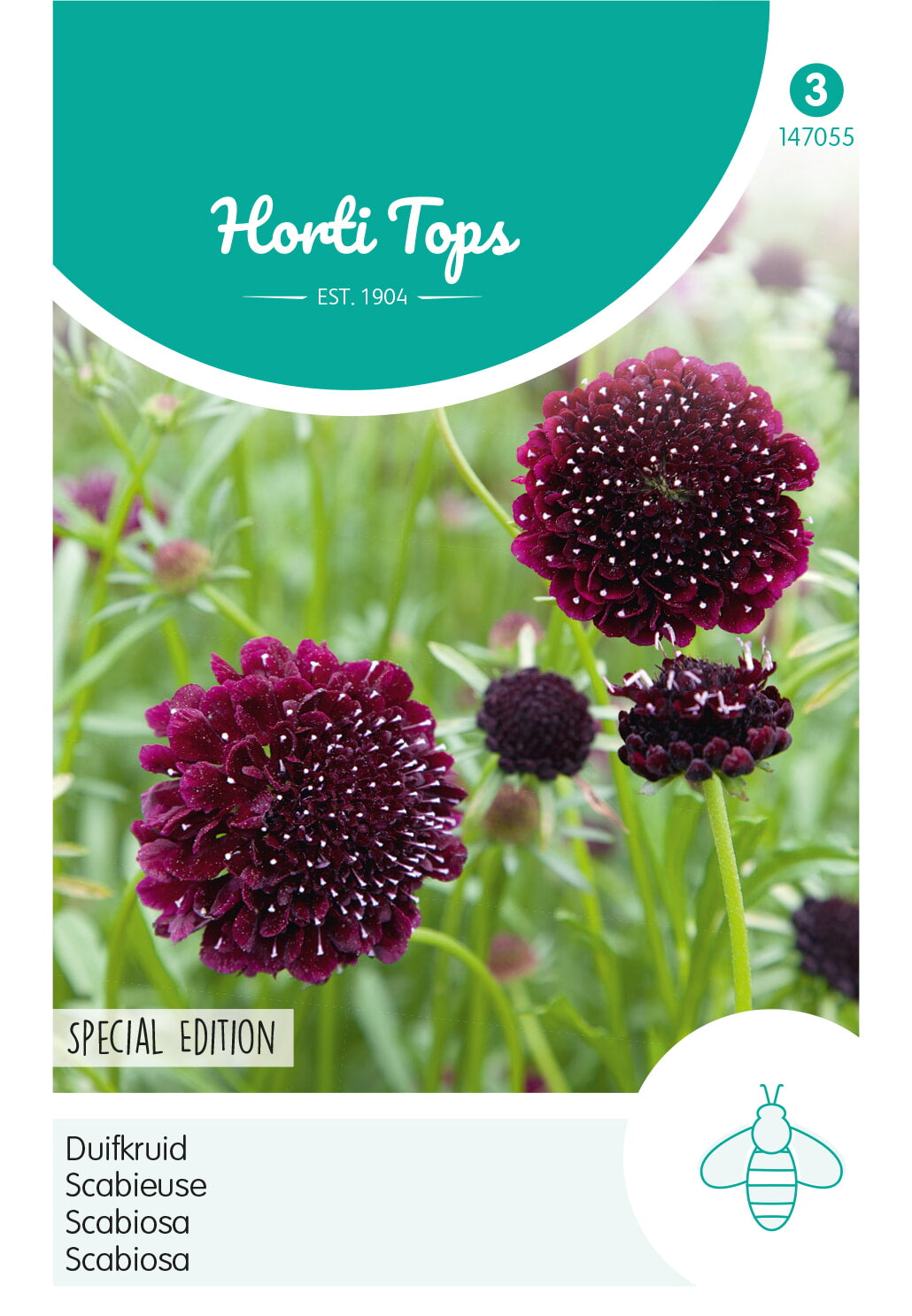 HT Scabiosa, Duifkruid diep donkerpaars