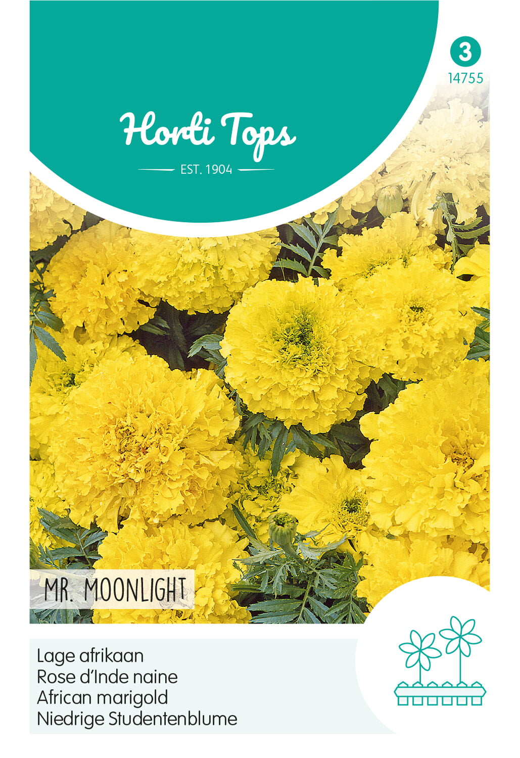 HT Tagetes, lage Afrikaan Mr. Moonlight geel