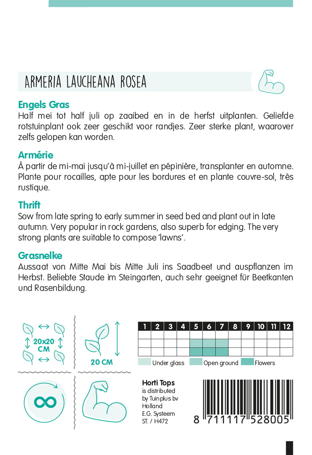 HT Armeria, Engels Gras rose