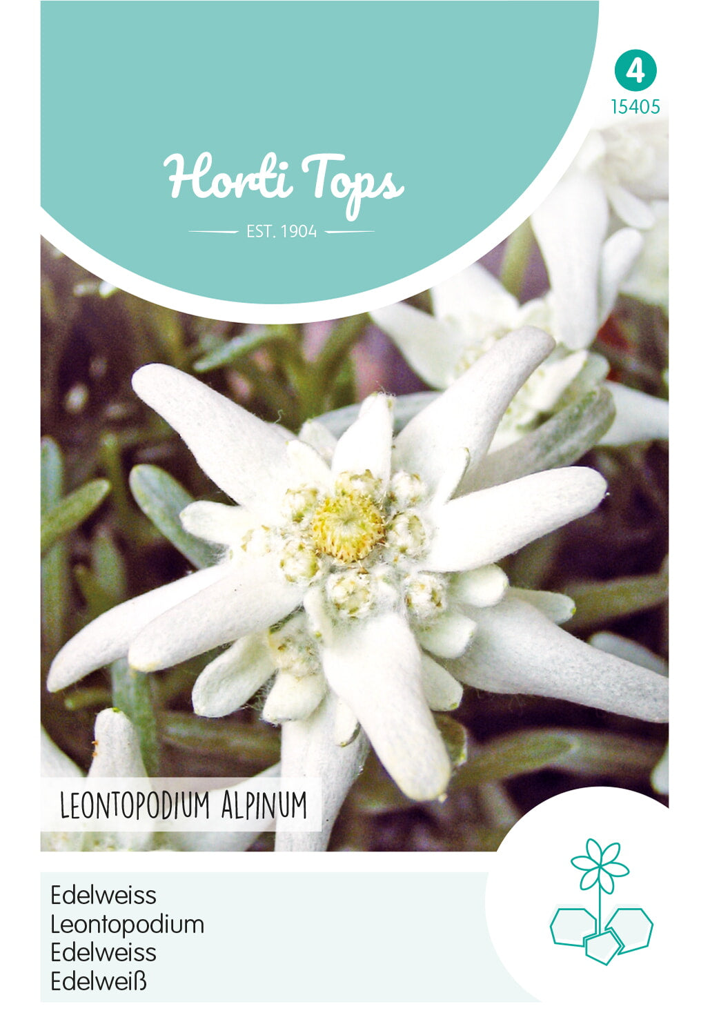 HT Leontopodium alpinum, Edelweiss