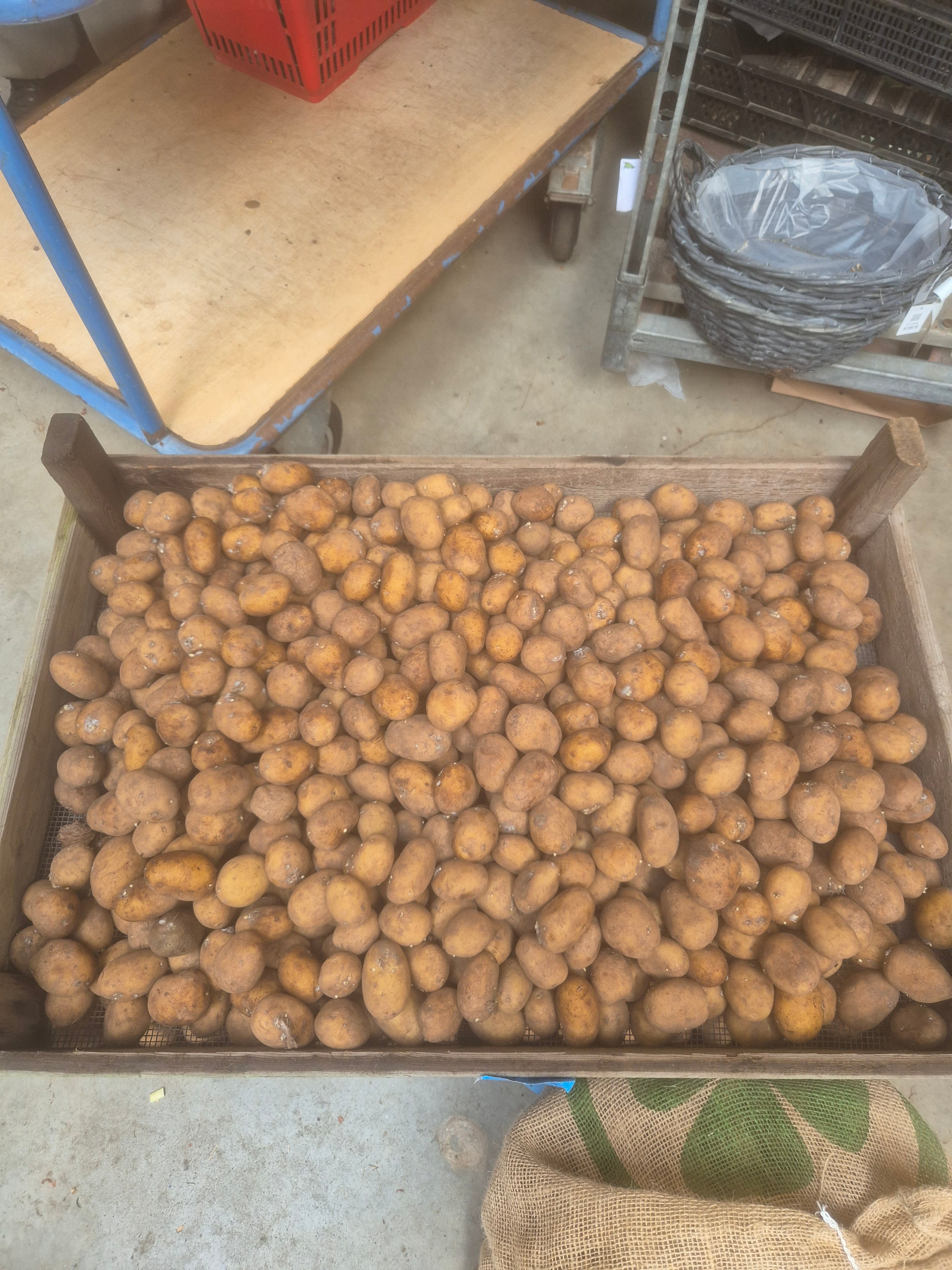 Agria – A 28-35 pootgoed (per 1 kg)