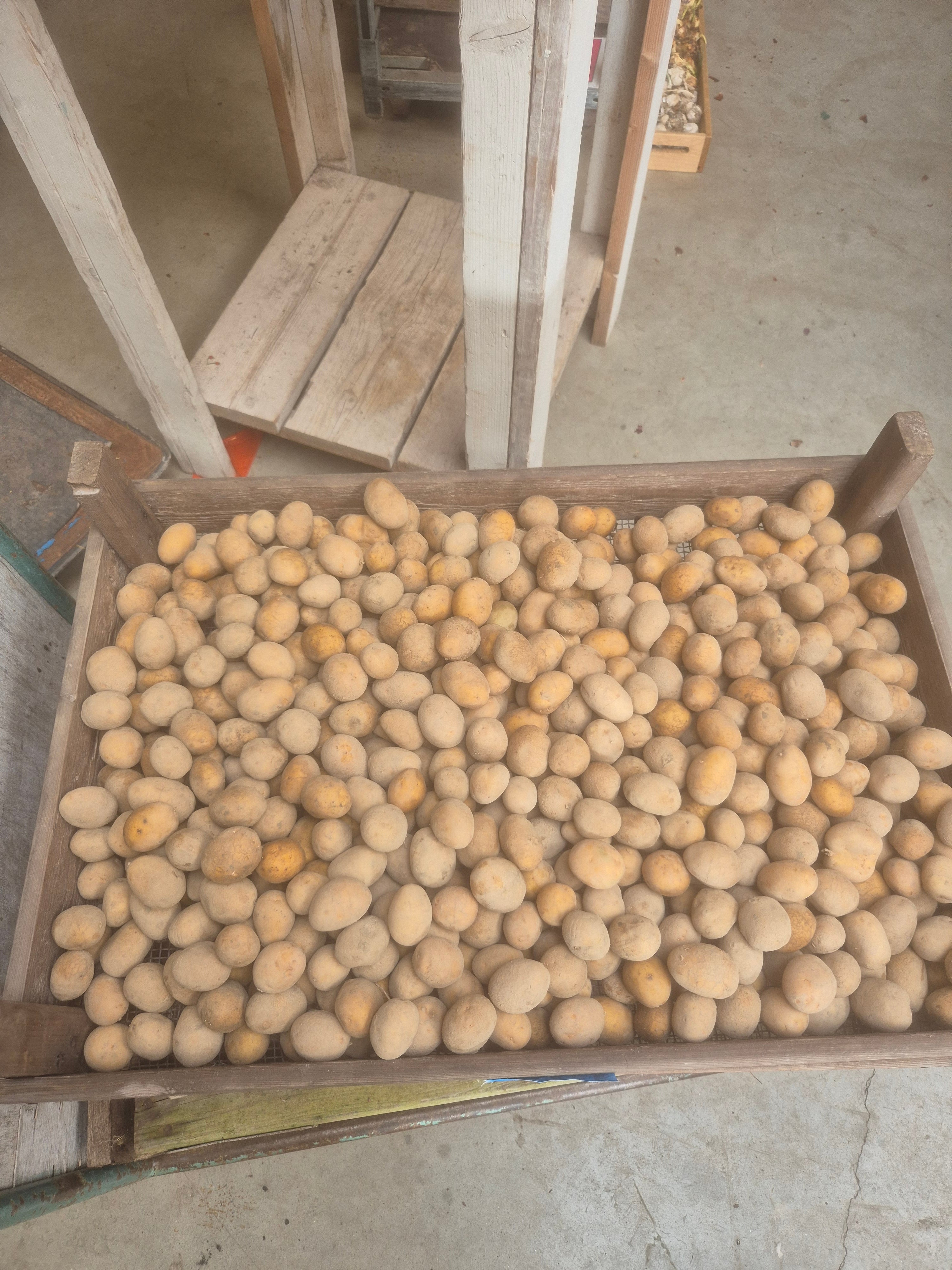 Nicola – A 28-35 pootgoed (per 1 kg)