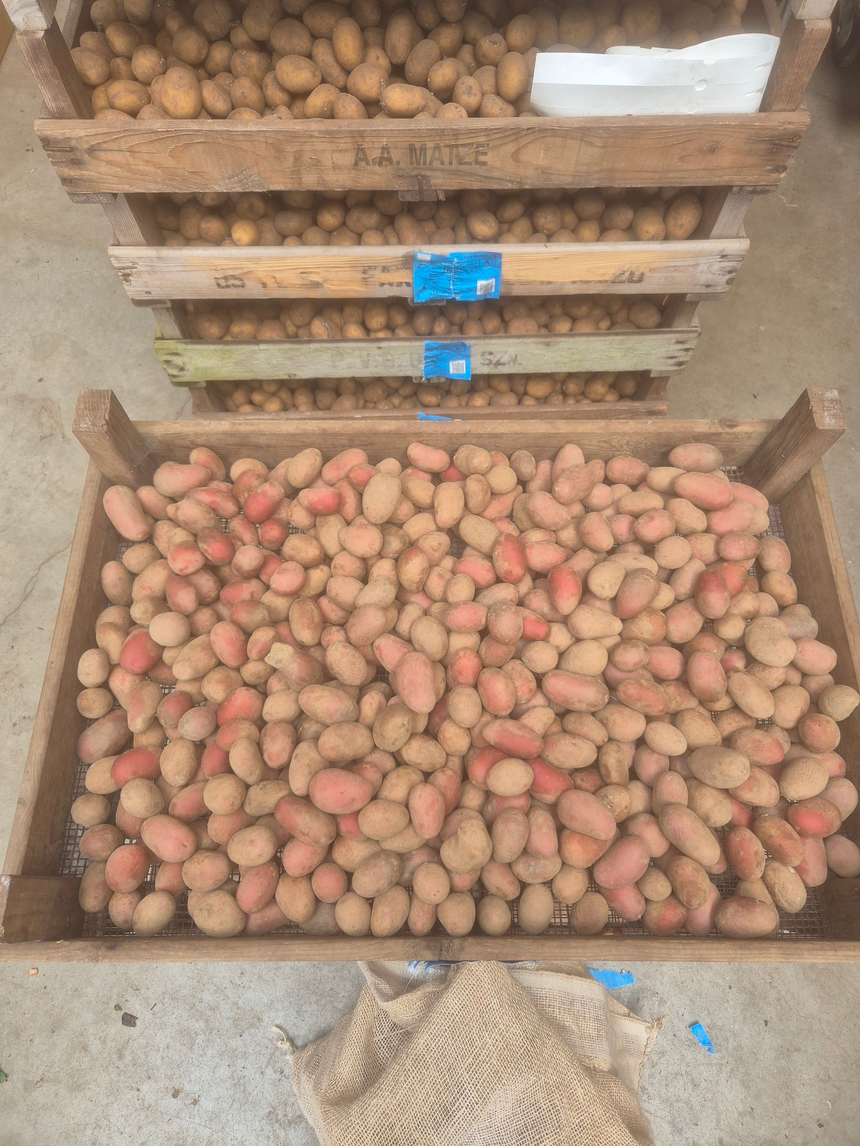 Irene – A 28-35 pootgoed (per 1 kg)