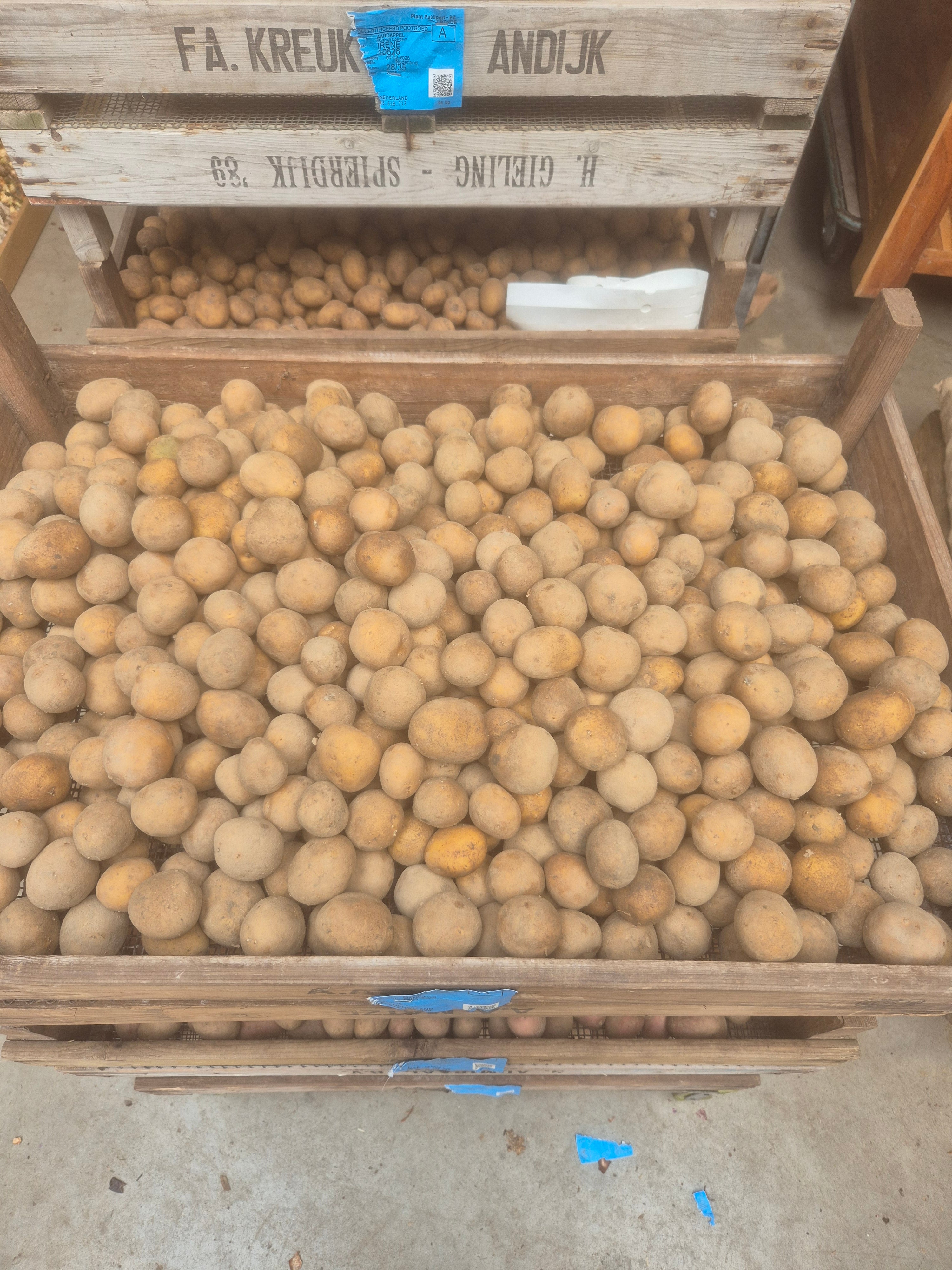 Frieslander – A 28-35 pootgoed (per 1 kg)