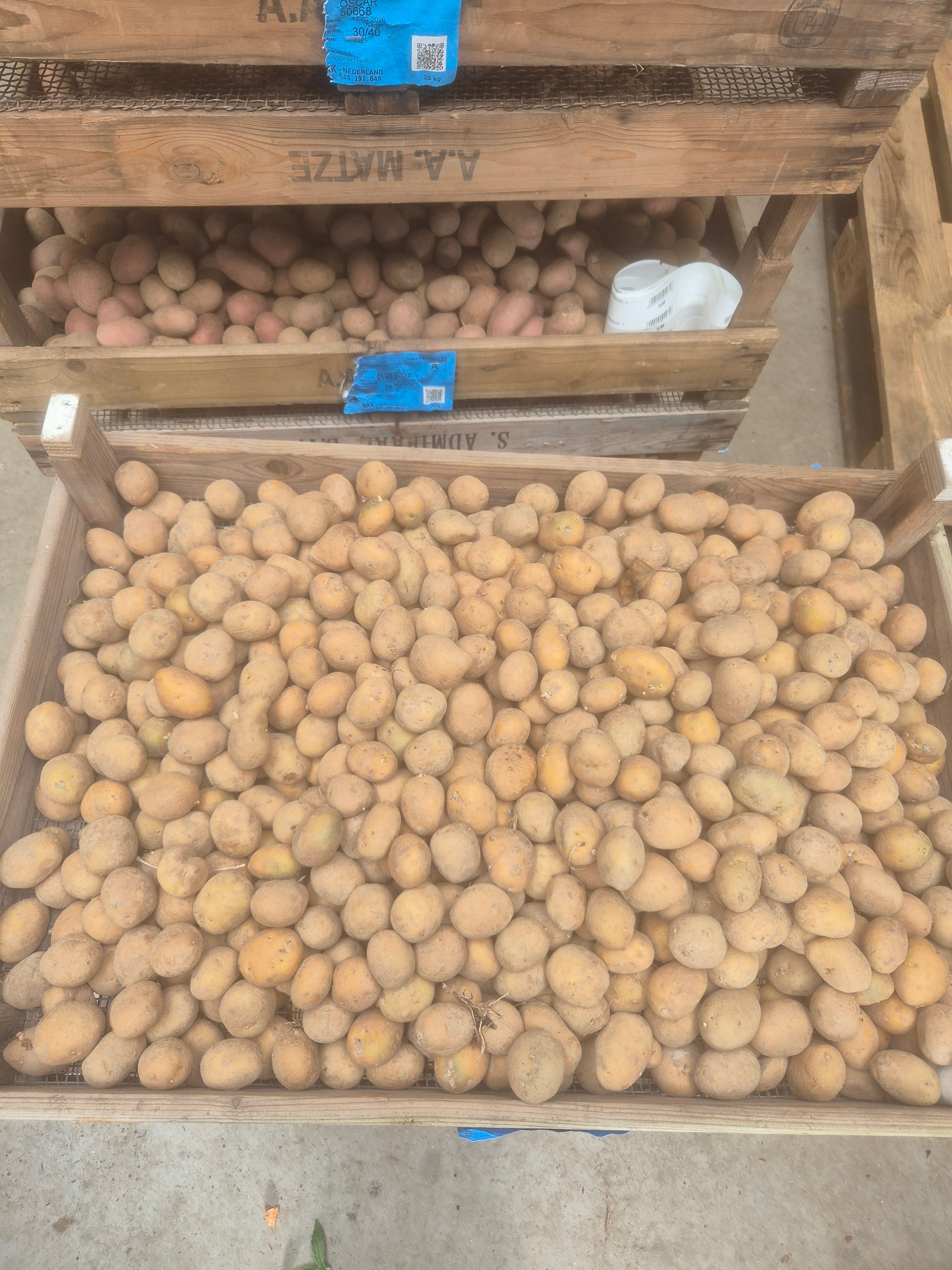 Gourmandine – 32-35 pootgoed (per 1 kg)