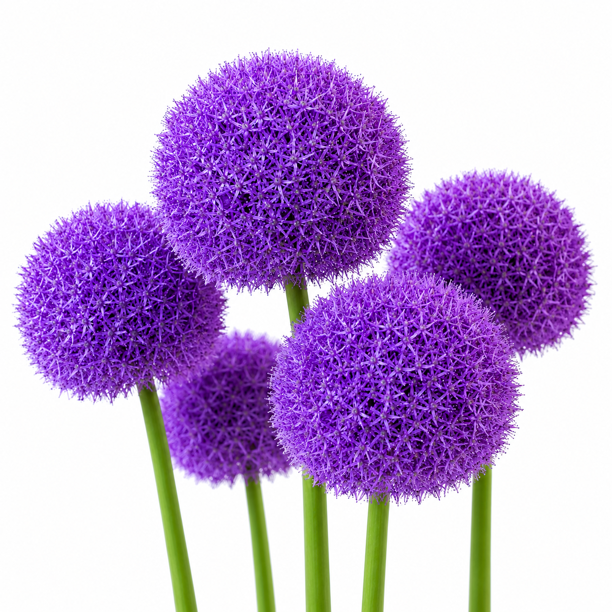 Allium globemaster bloembollen