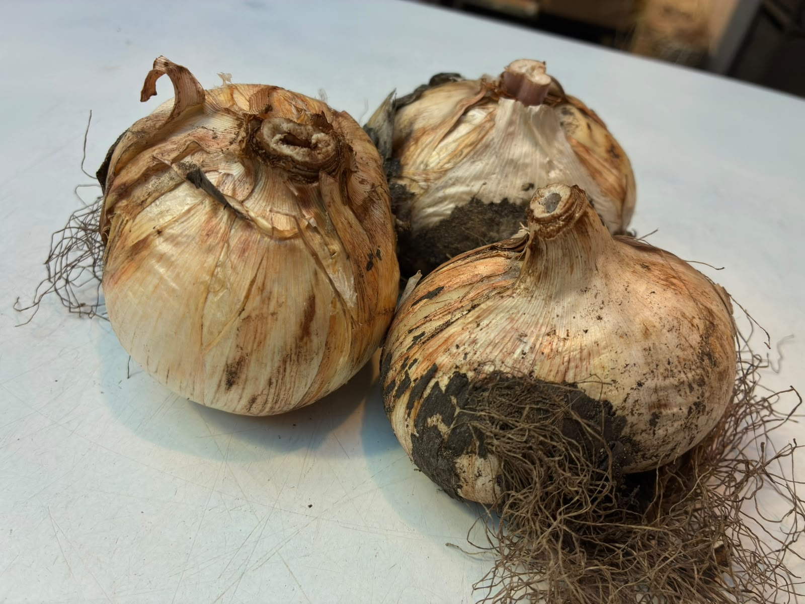 Allium globemaster bloembollen