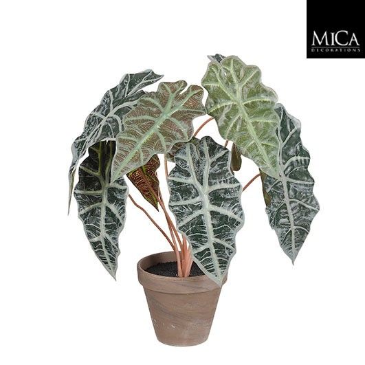 Alocasia groen in pot Stan grijs d13,5cm - h44xd36cm