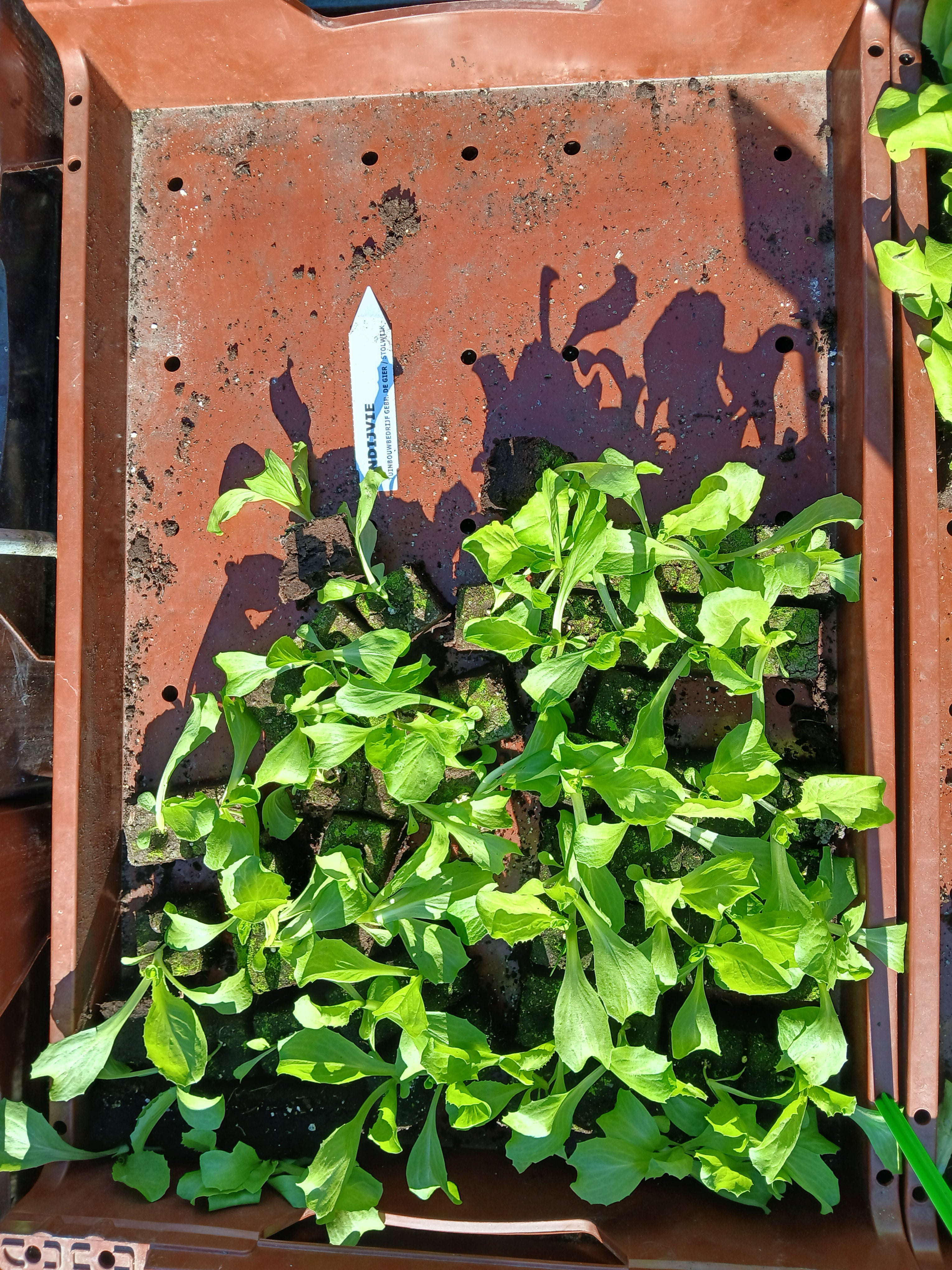 Andijvie – 4x4 cm perskluit