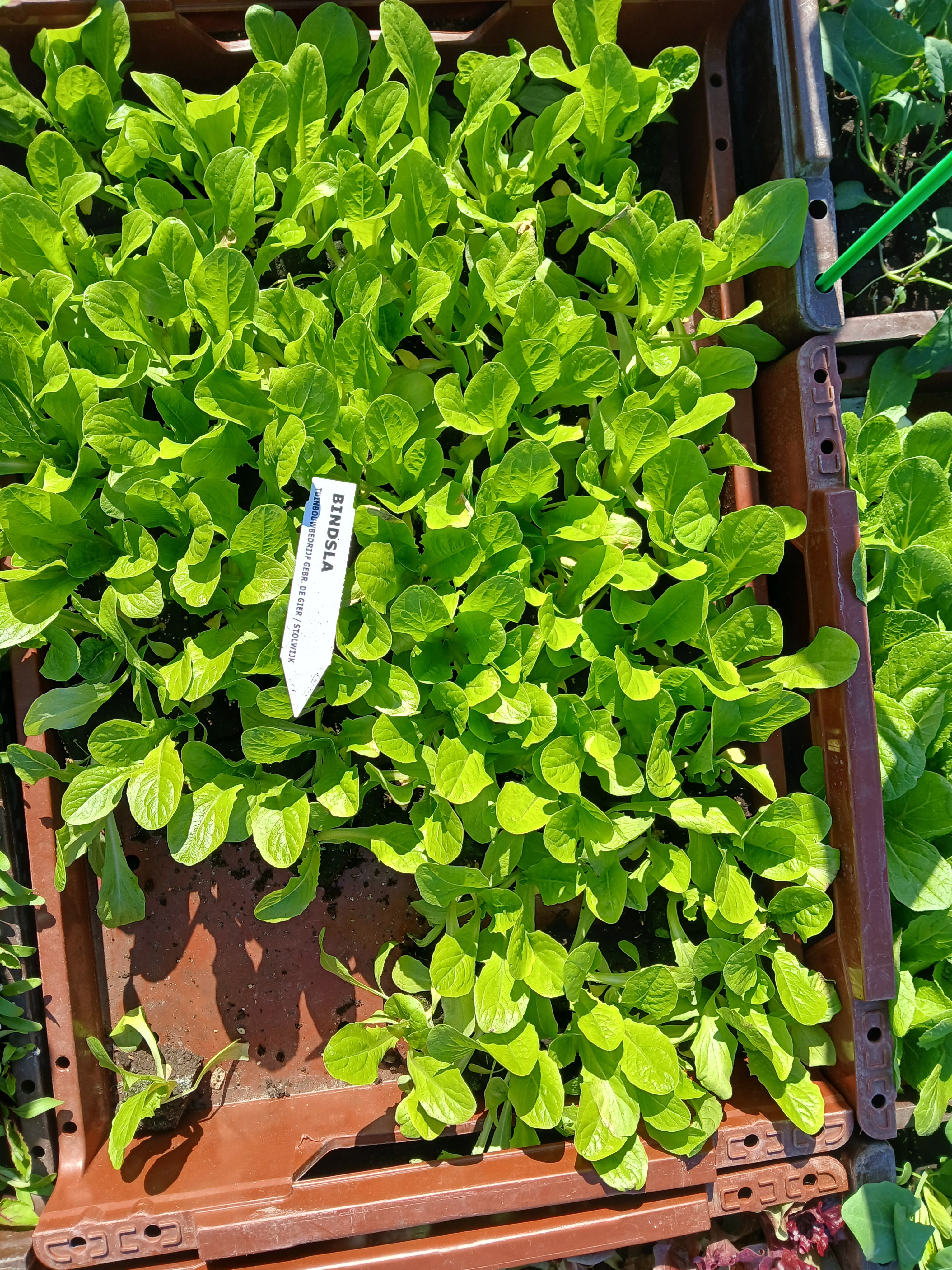 Bindsla Normaal – 4x4 cm perskluit