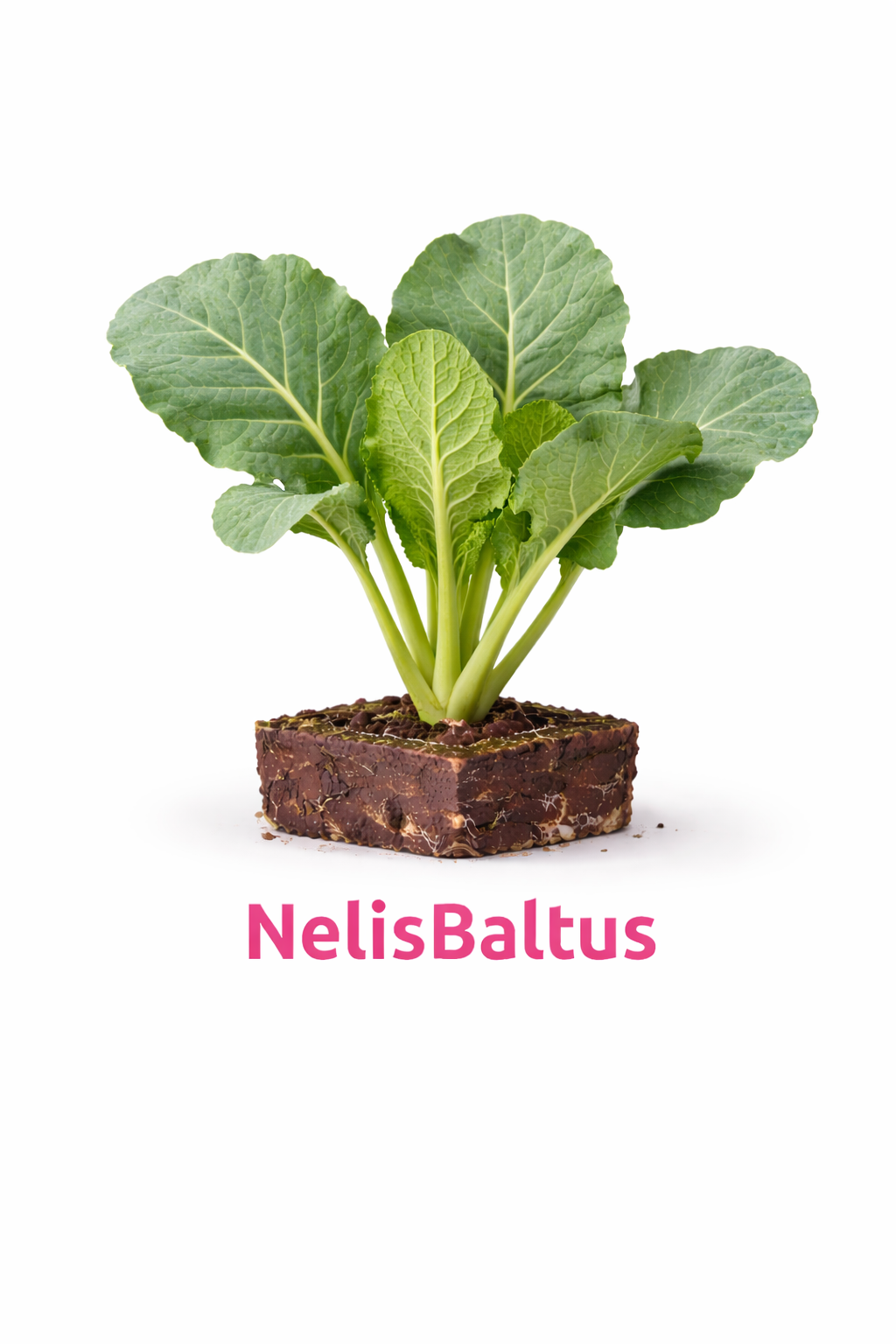 Broccoli – 4x4 cm perskluit