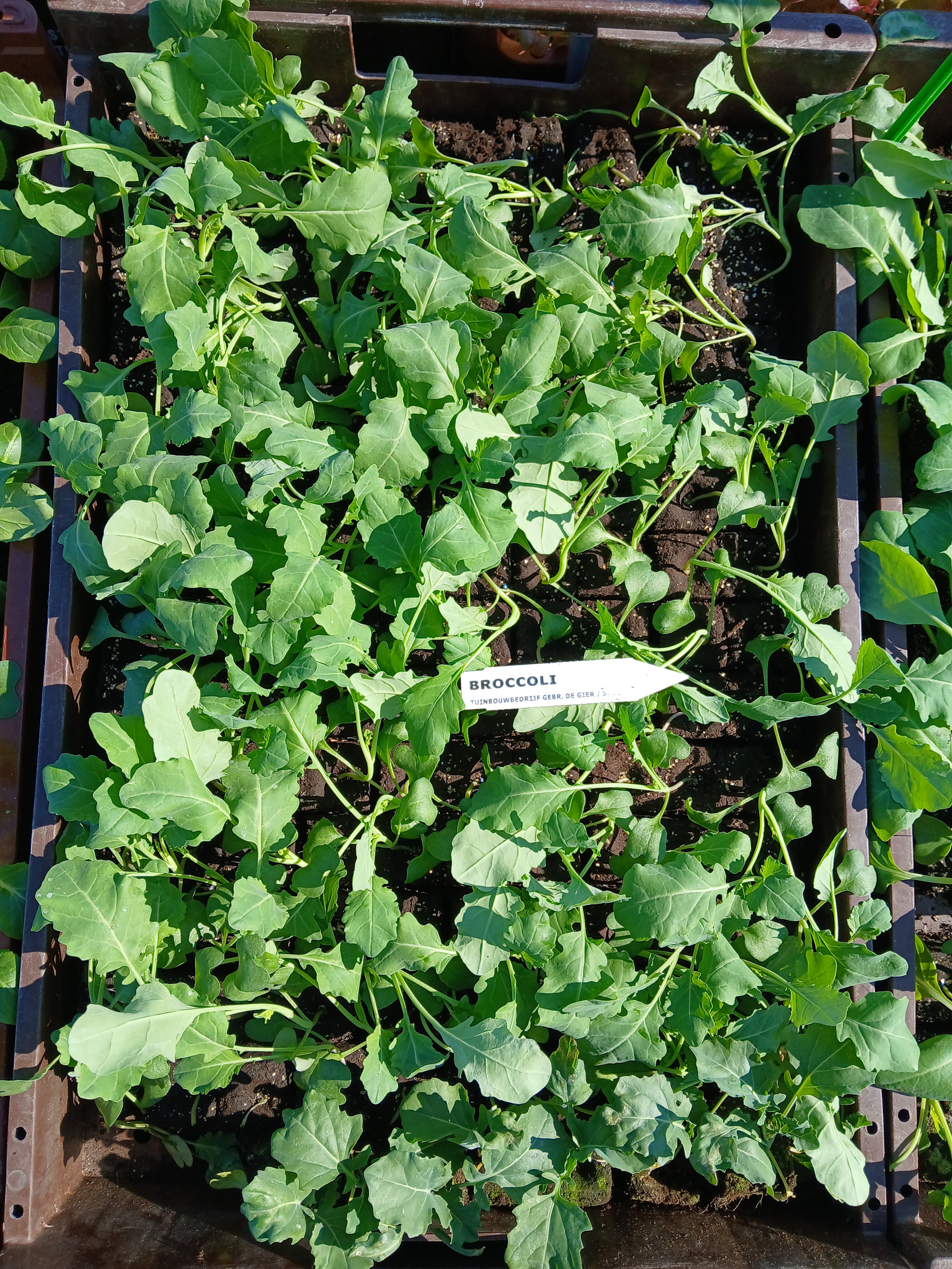 Broccoli – 4x4 cm perskluit