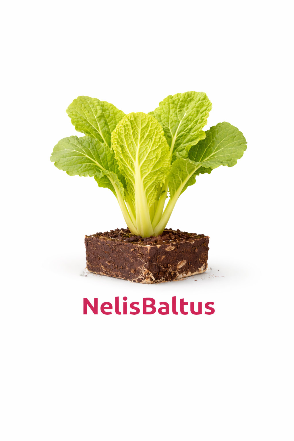 Chinese Kool – 4x4 cm perskluit