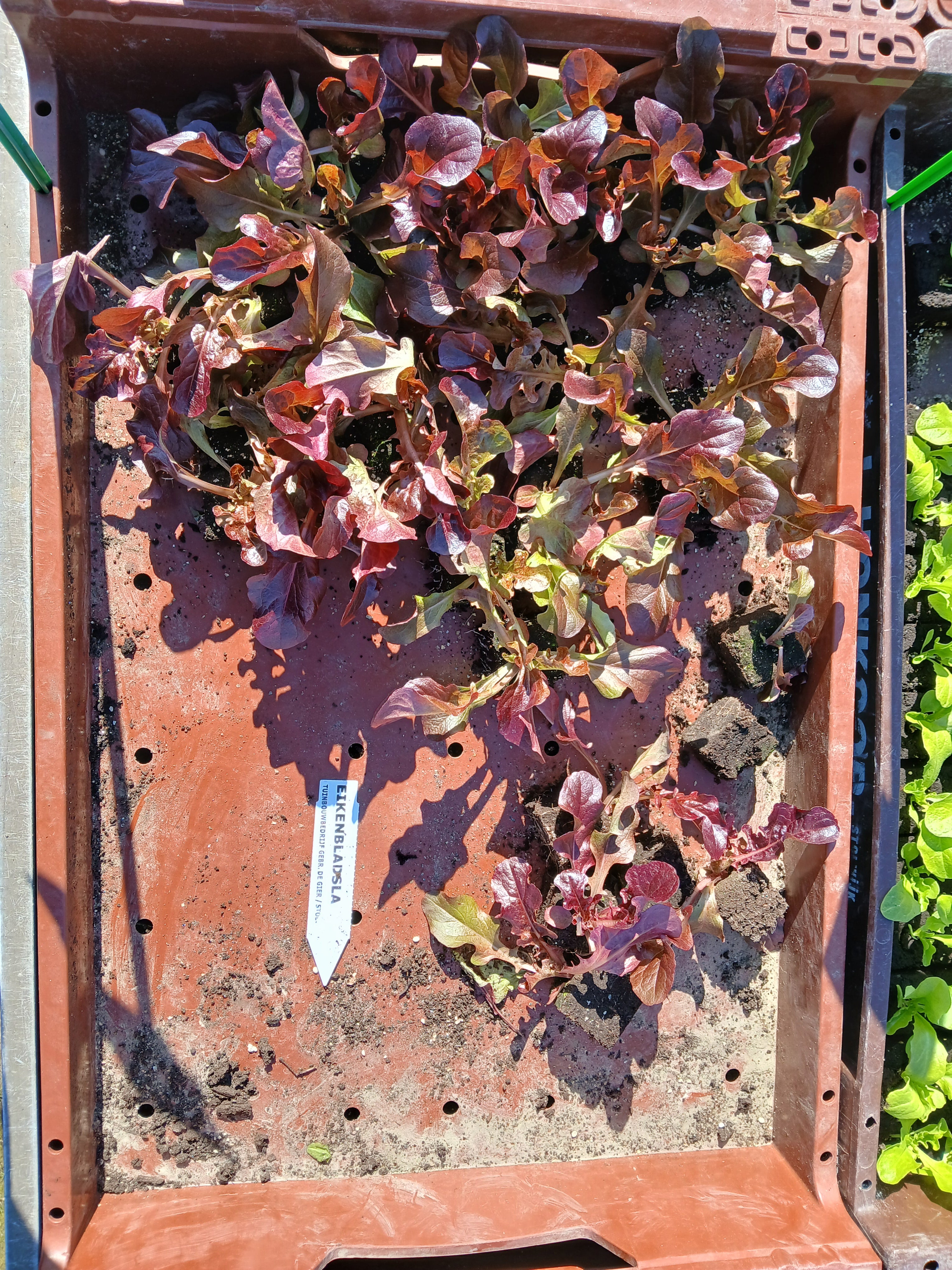 Eikenblad Rood – 4x4 cm perskluit