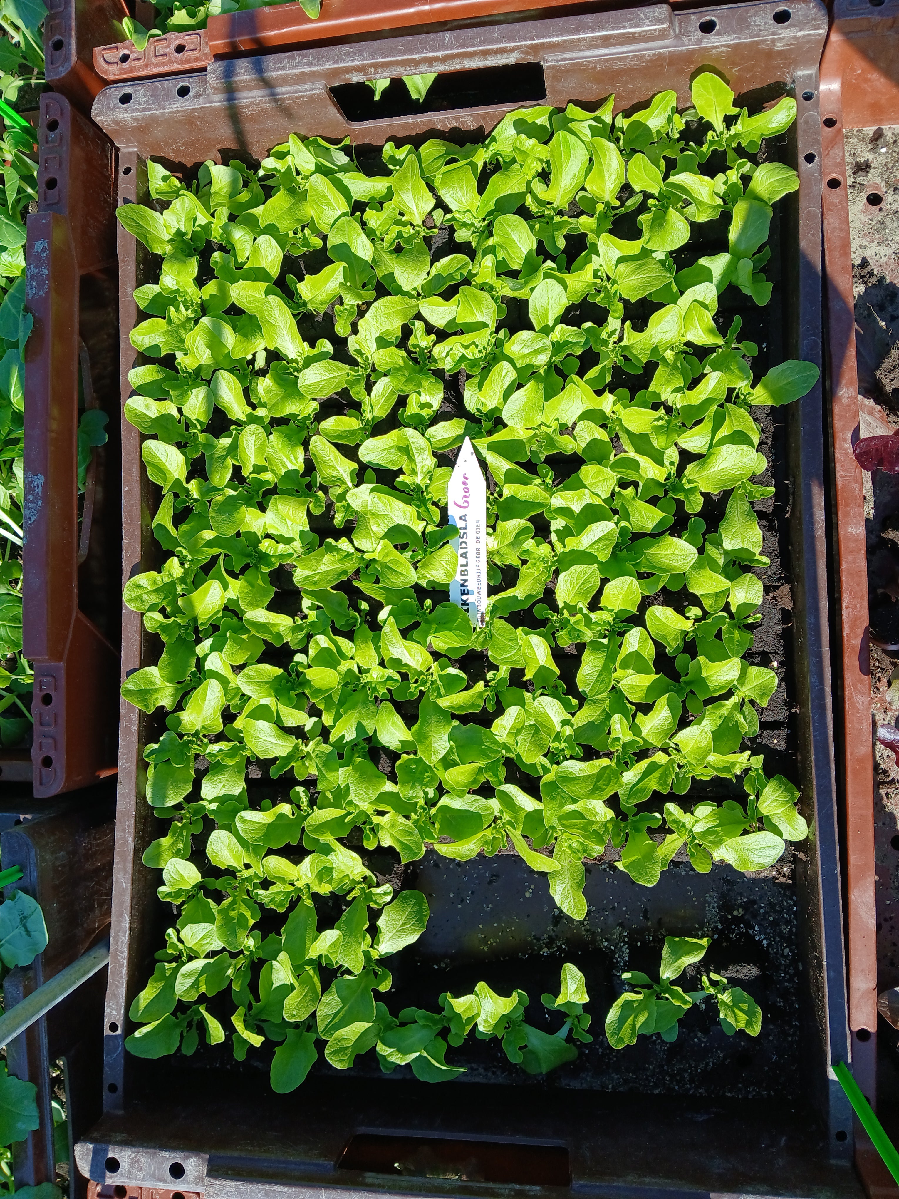 Eikenblad Groen – 4x4 cm perskluit