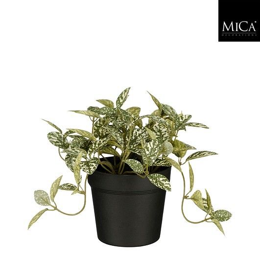 Fittonia in pot groen bont - h16xd16cm