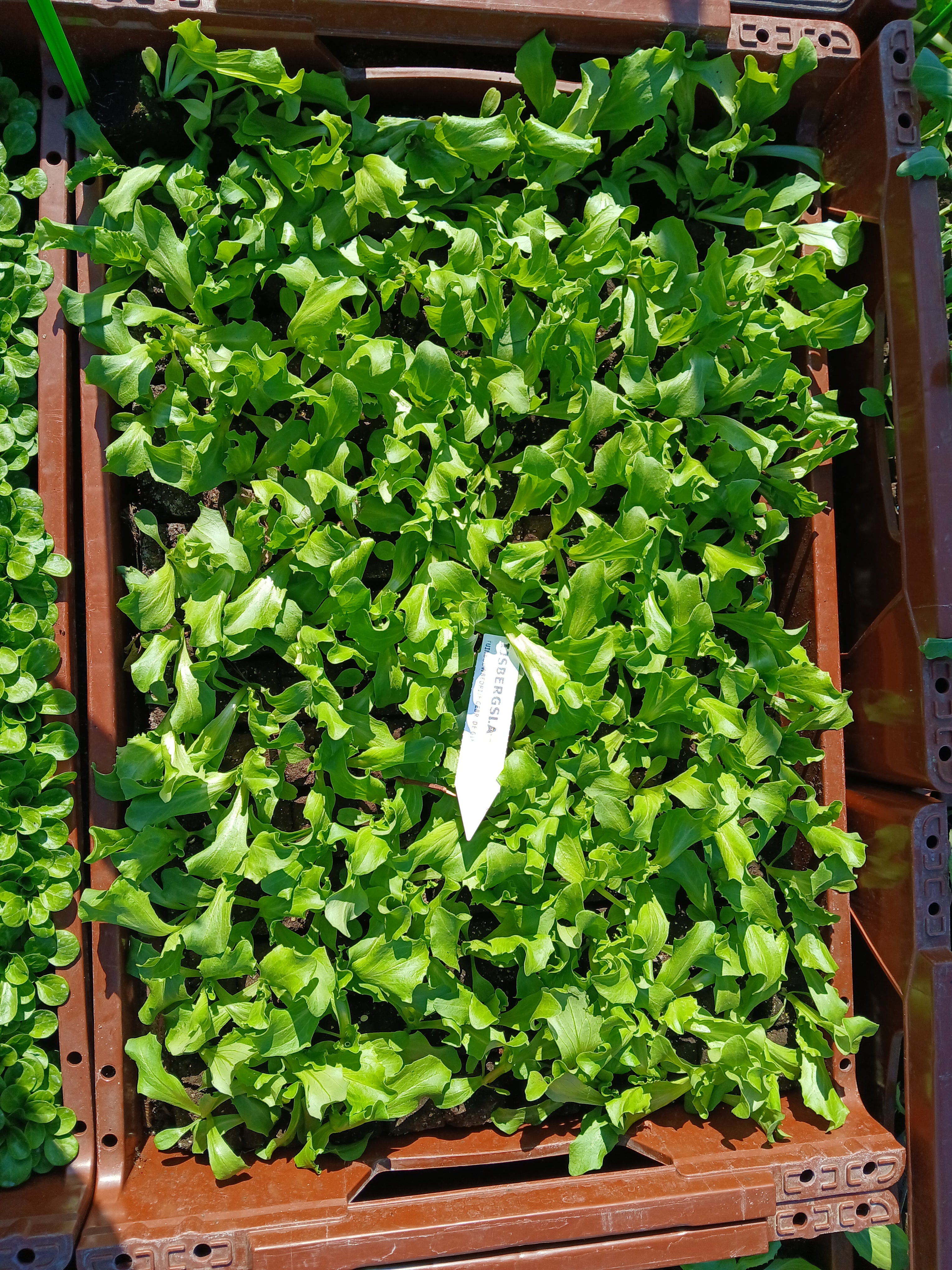 IJsbergsla – 4x4 cm perskluit