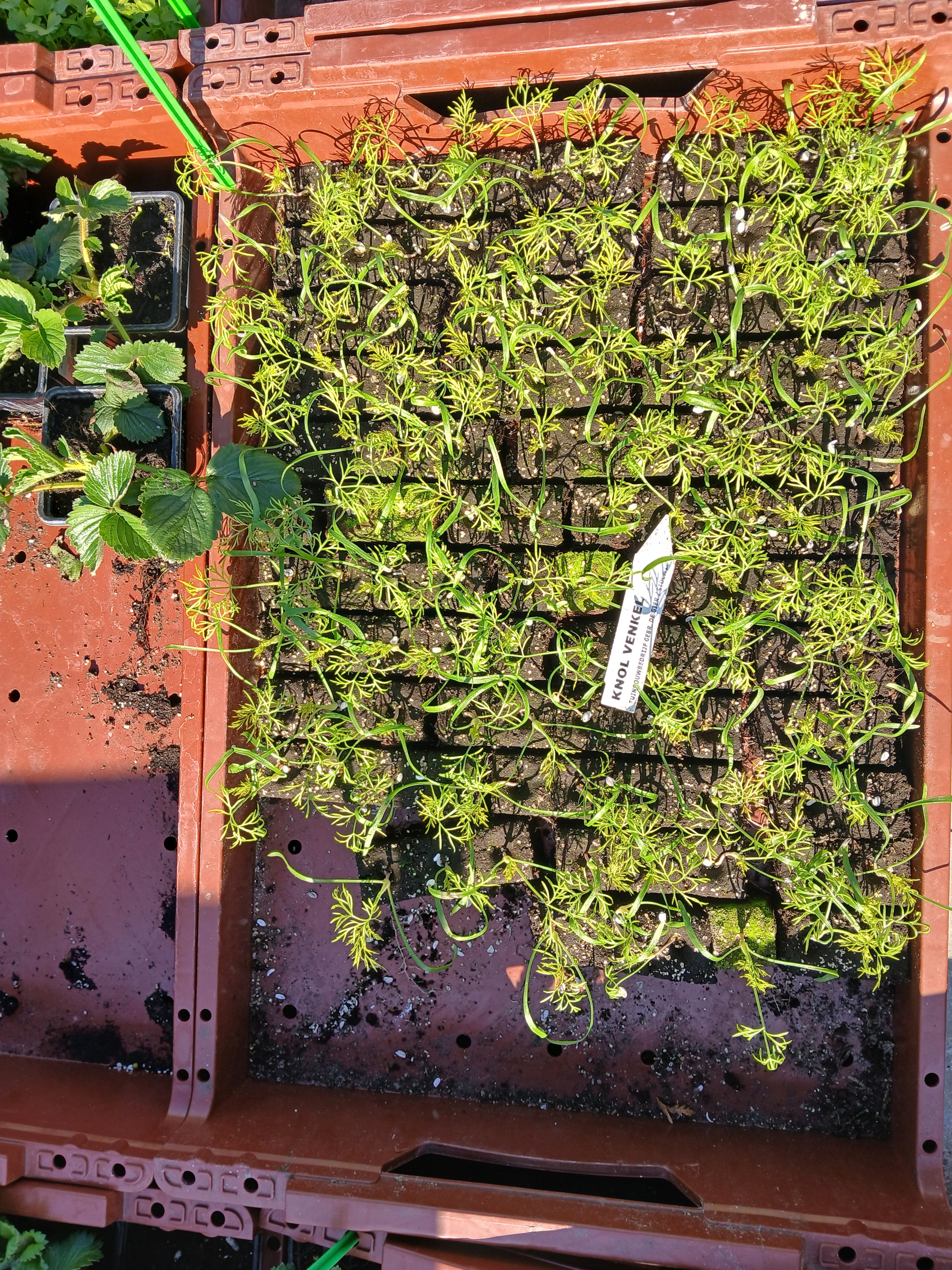 Knolvenkel – 4x4 cm perskluit