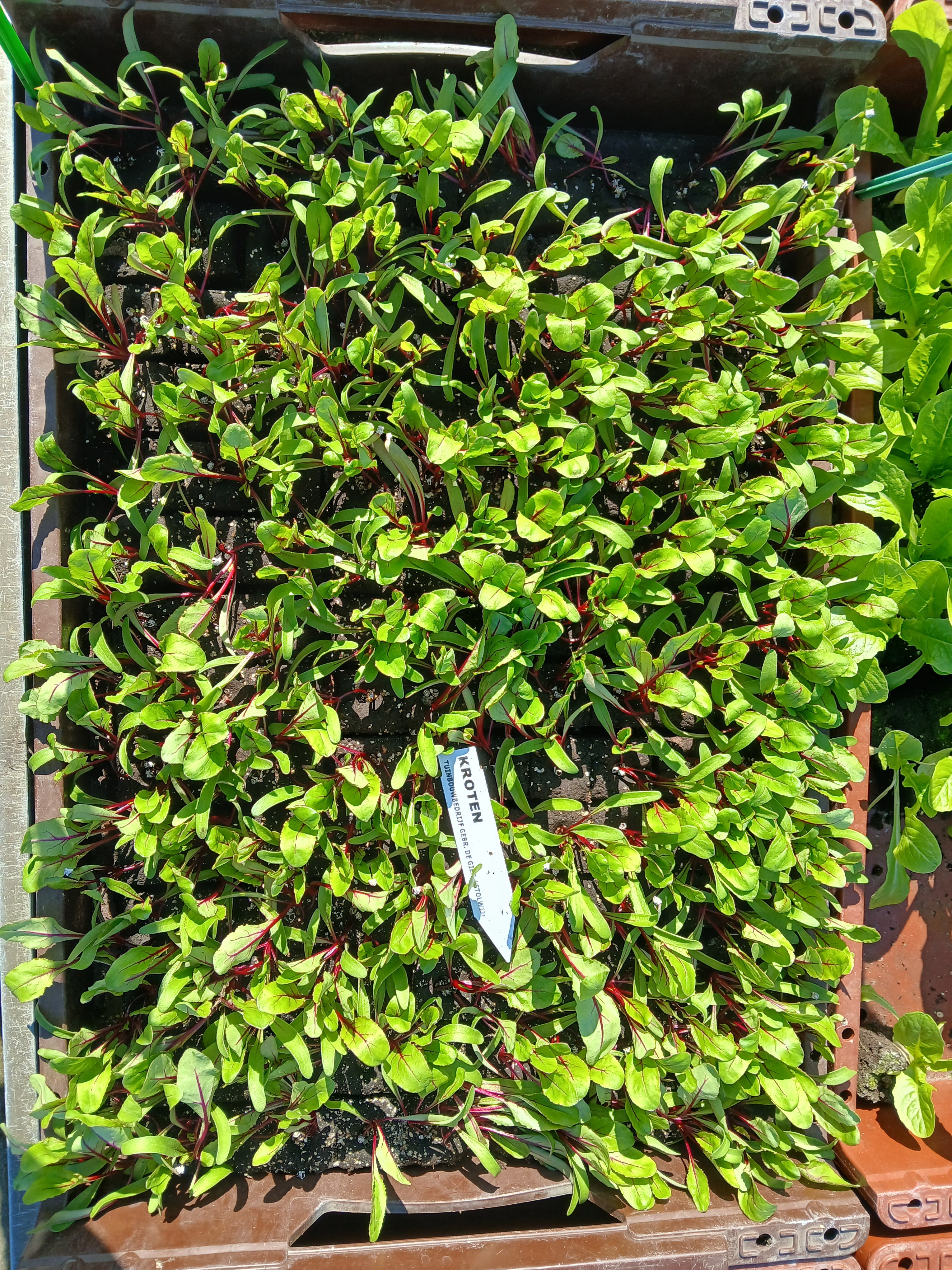 Kroten Rood – 4x4 cm perskluit