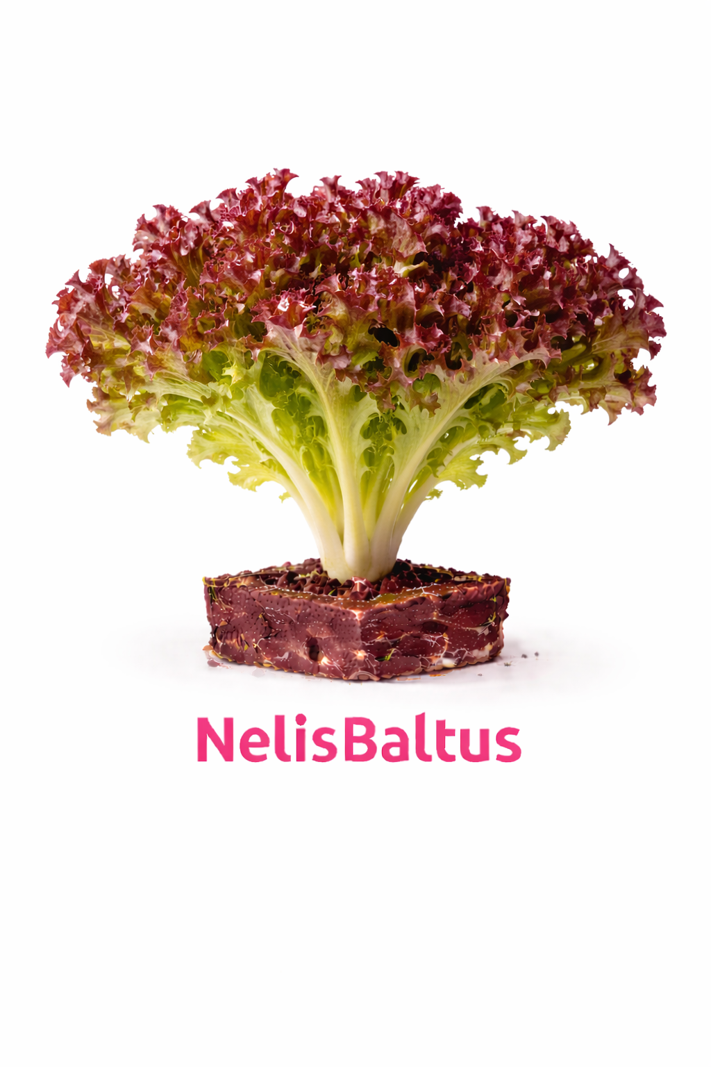 Lollo Rossa – 4x4 cm perskluit