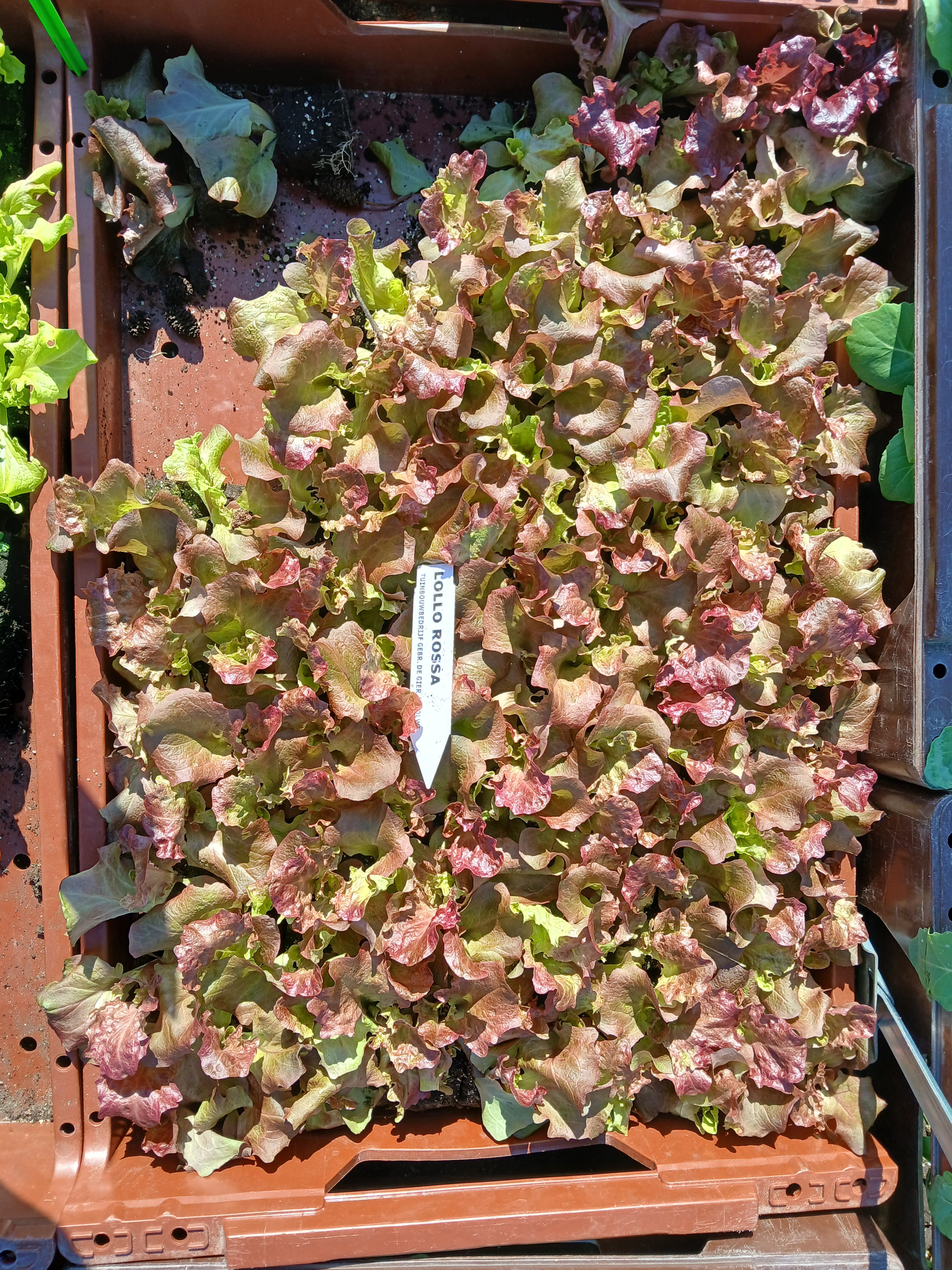 Lollo Rossa – 4x4 cm perskluit