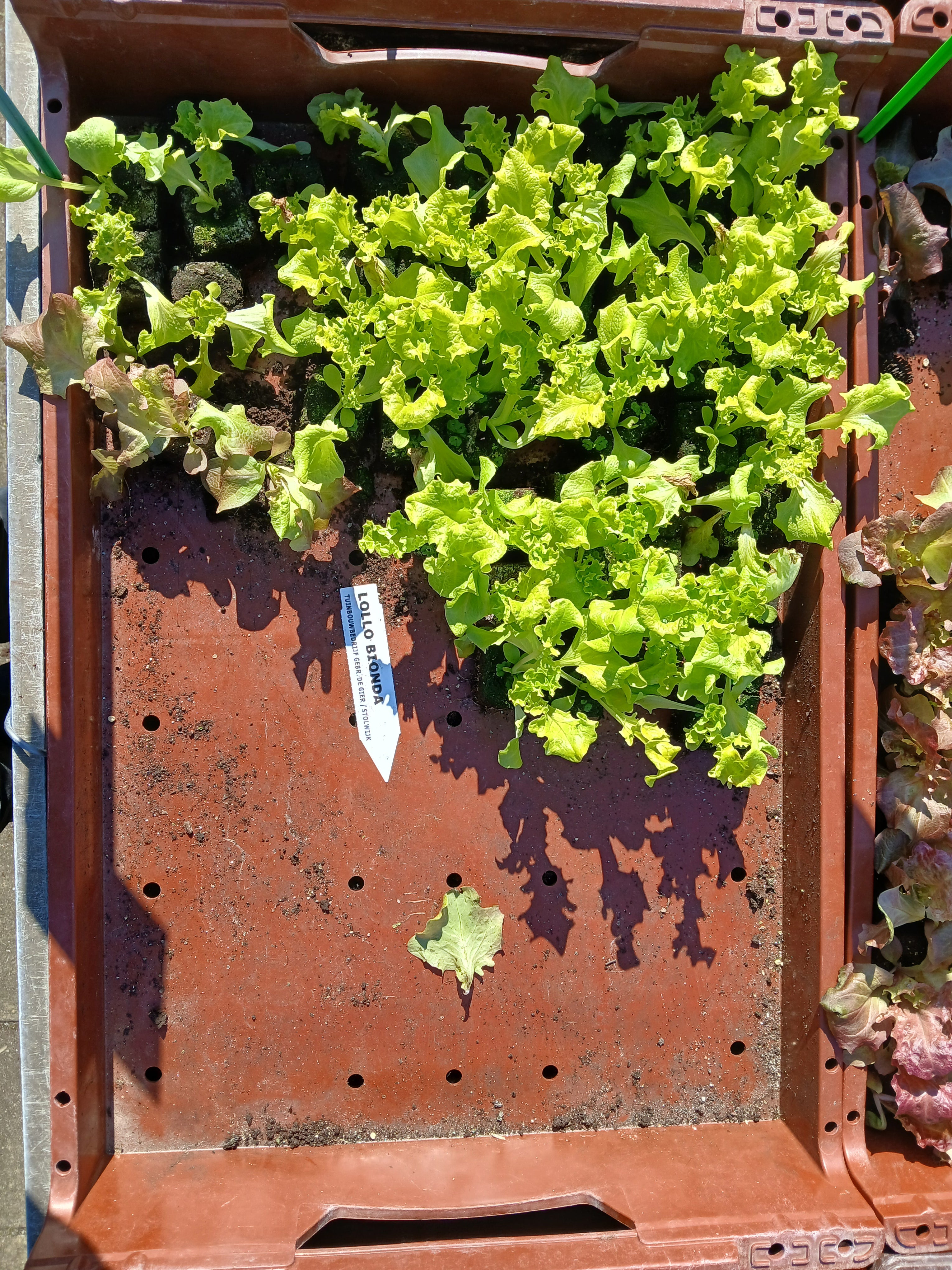 Lollo Bionda – 4x4 cm perskluit