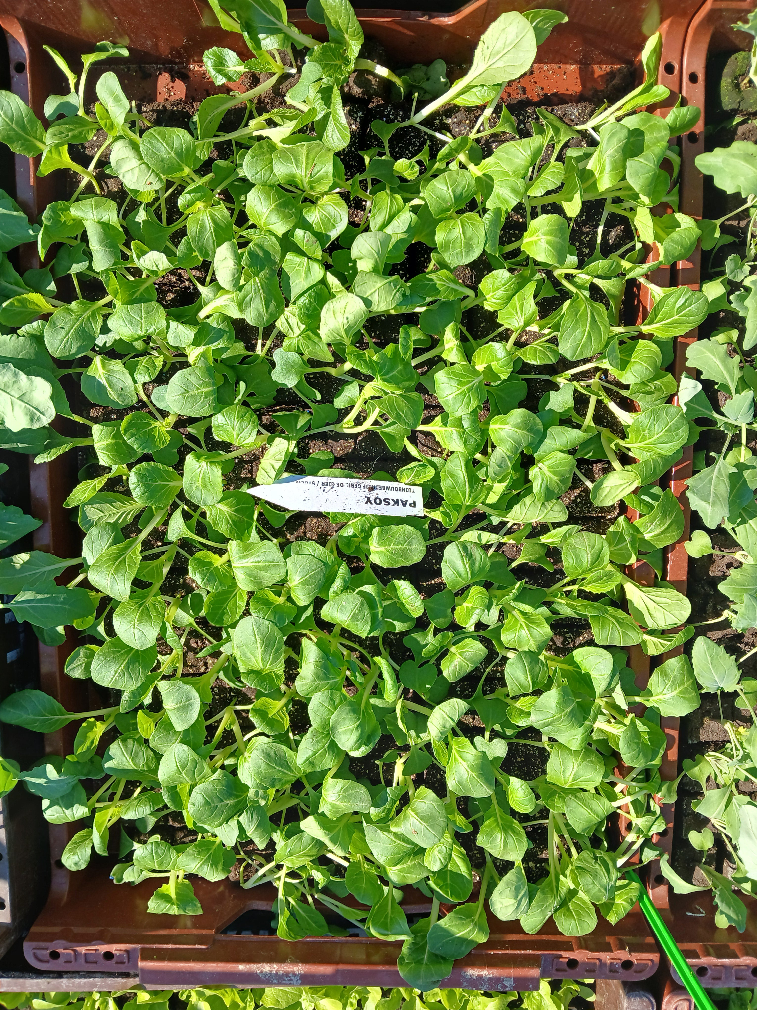 Paksoi – 4x4 cm perskluit