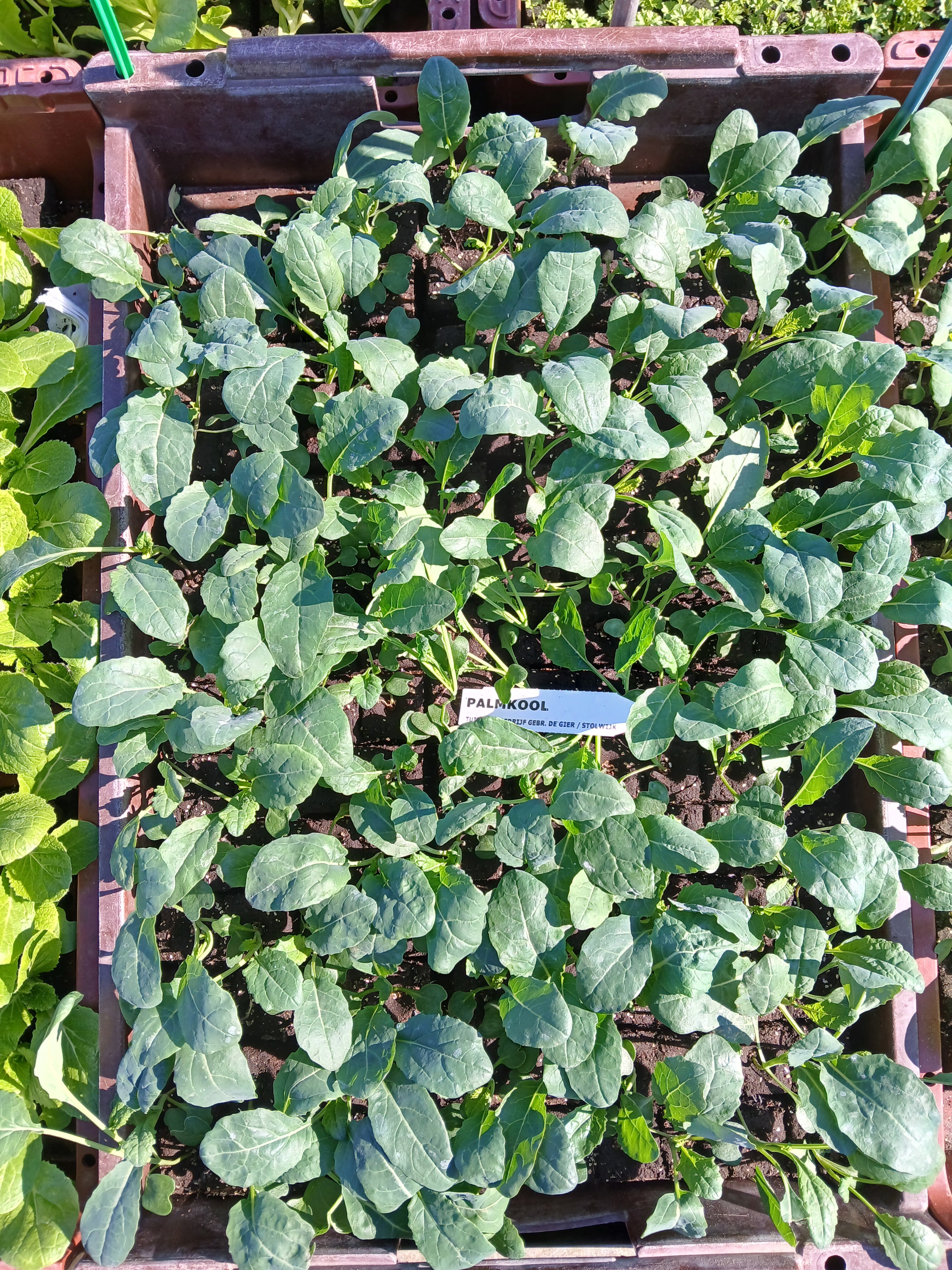 Palmkool – 4x4 cm perskluit