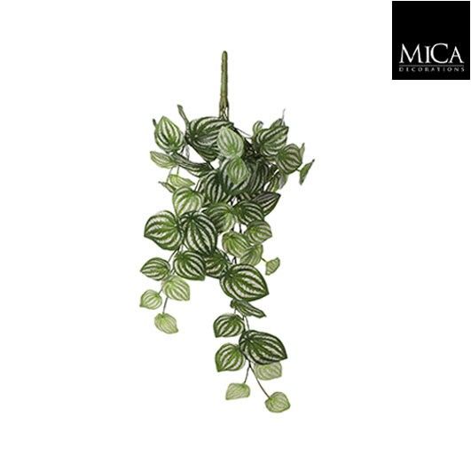 Peperomia hangend l.groen bont - l58xb20xh14cm