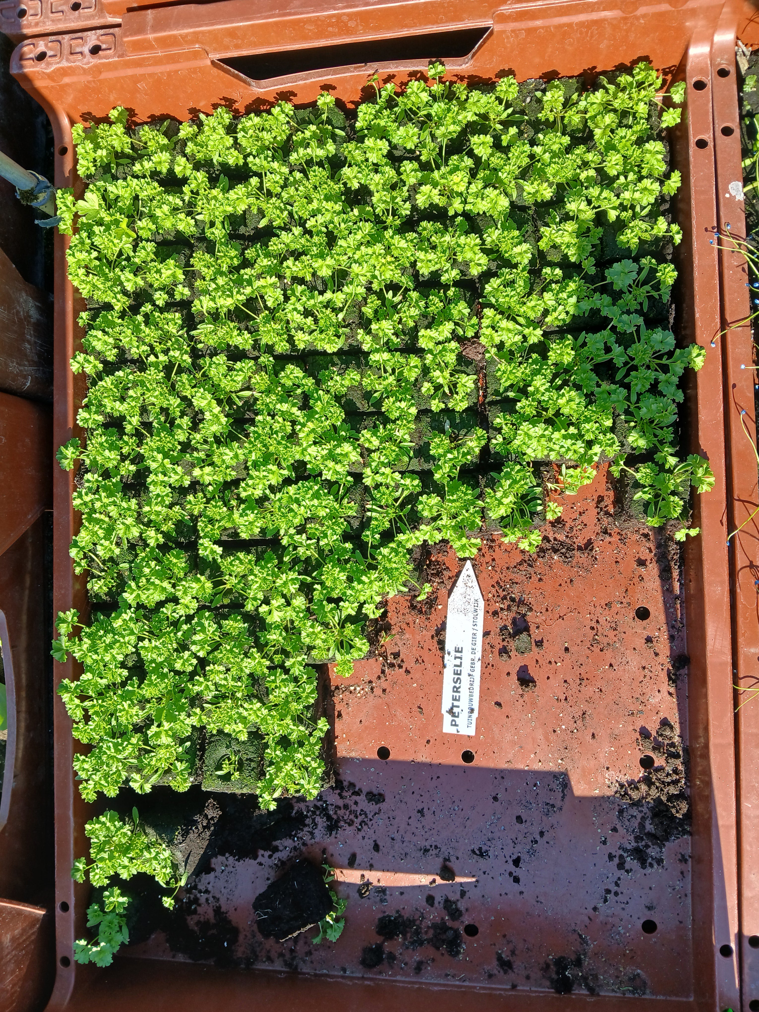 Peterselie – 4x4 cm perskluit