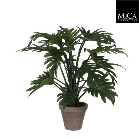 Philodendron selloum groen in pot Stan grijs d15,5cm - h50xd