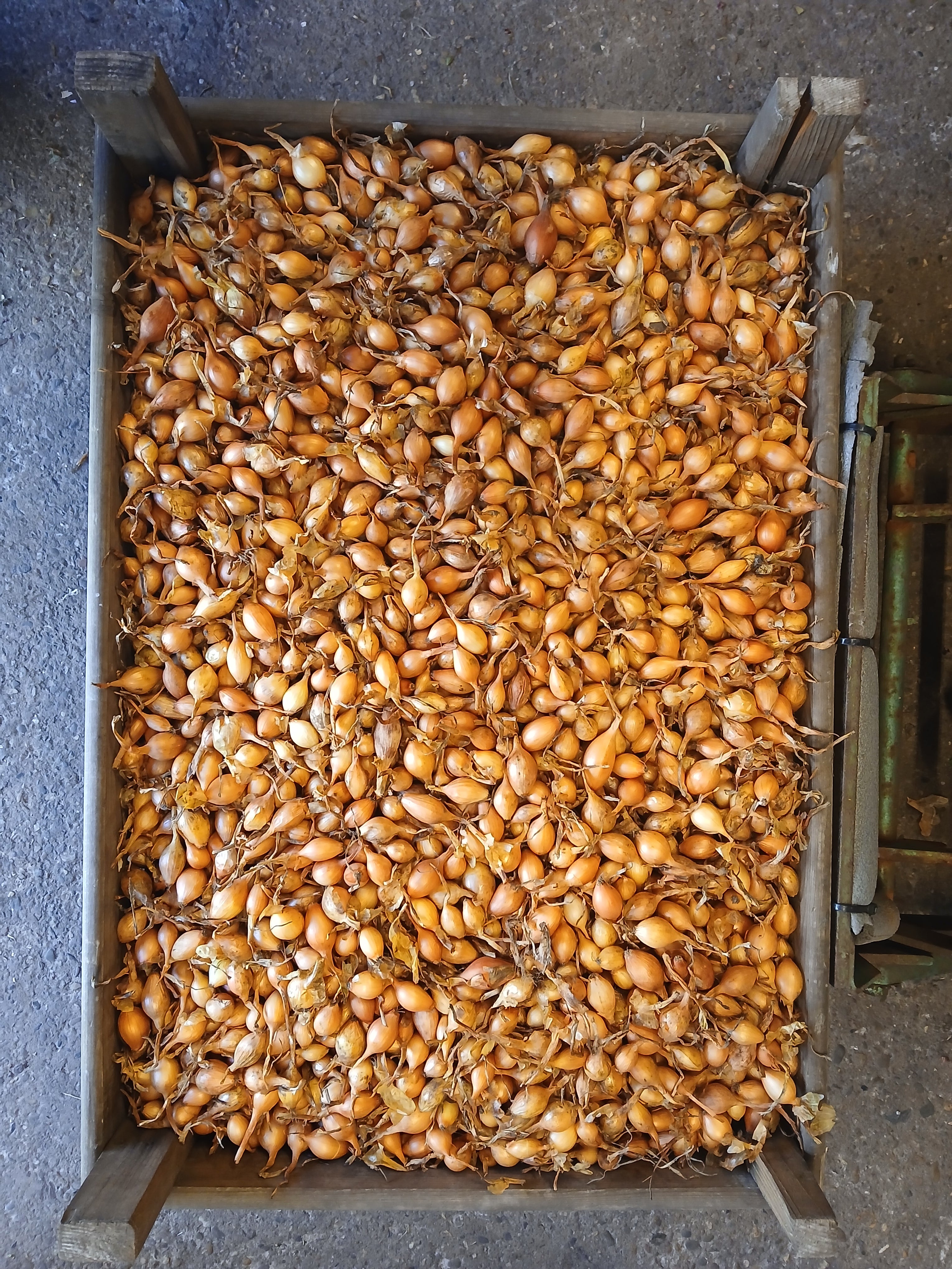 Plantuien 'Bio Sturon'