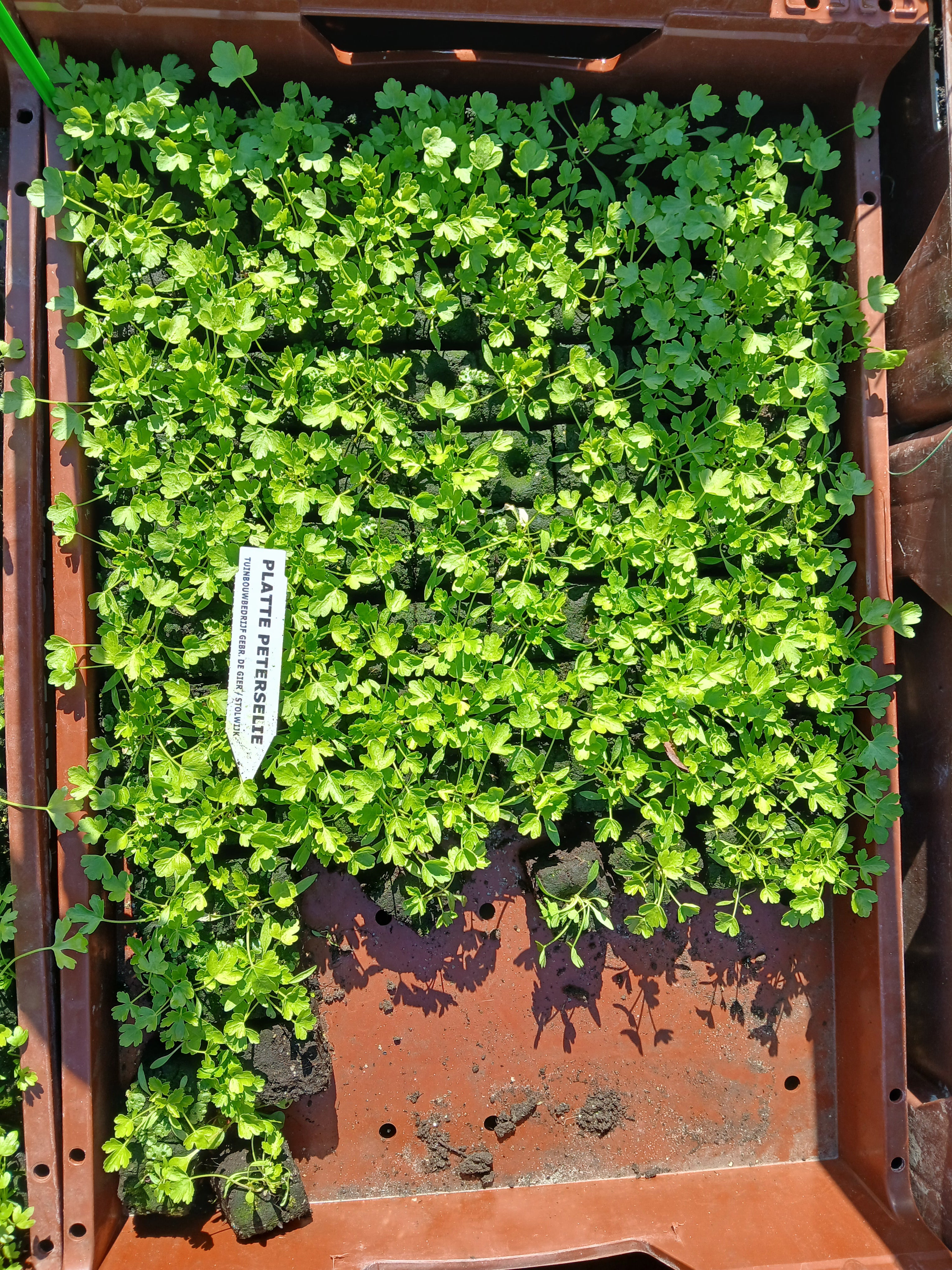 Peterselie plat – 4x4 cm perskluit