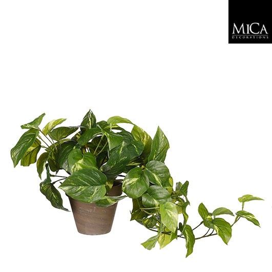 Pothos groen in pot Stan grijs d11,5cm - h44xd17cm