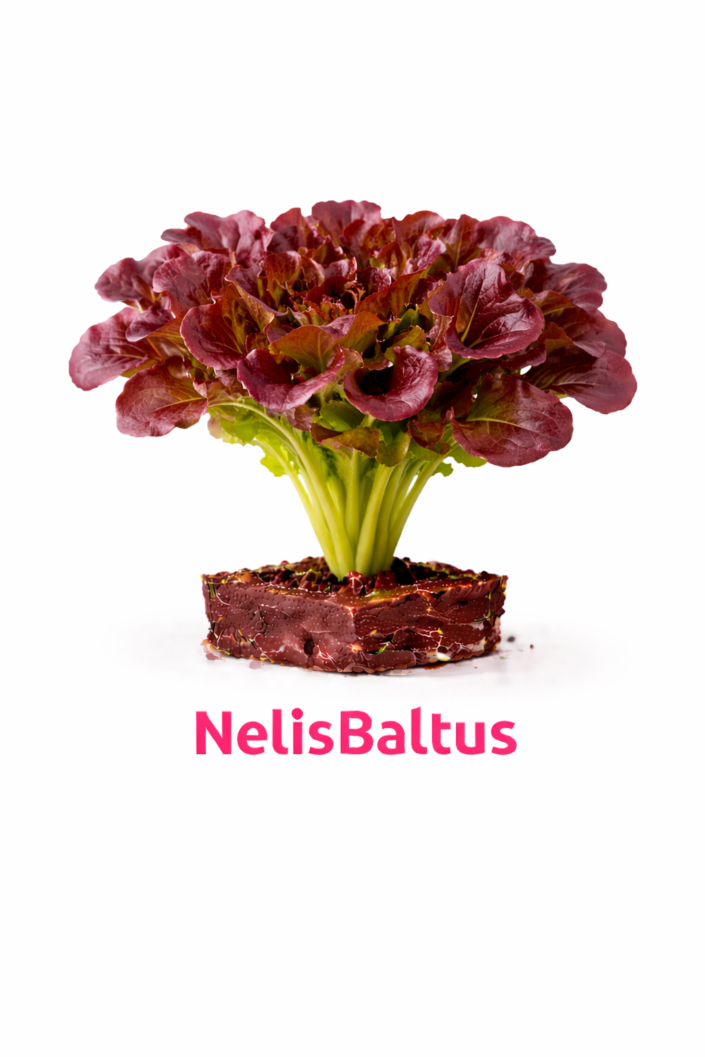 Radicchio Rosso – 4x4 cm perskluit