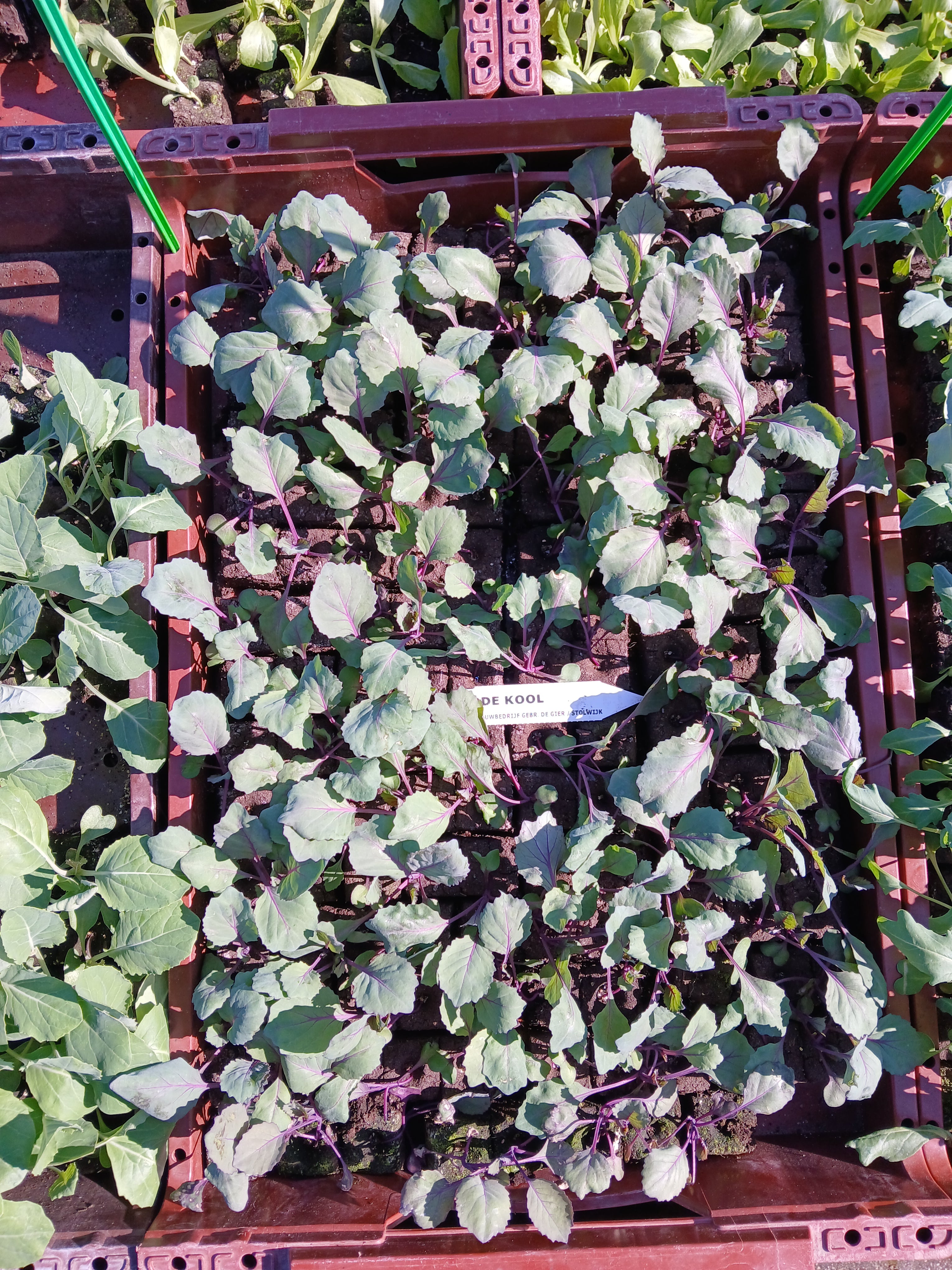 Rode Kool – 4x4 cm perskluit