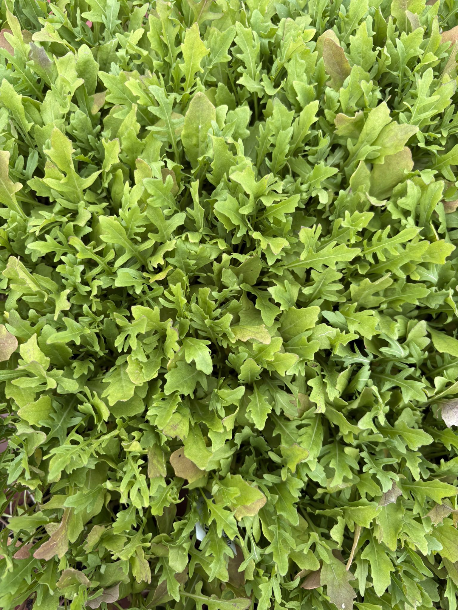 Rucola – 4x4 cm perskluit