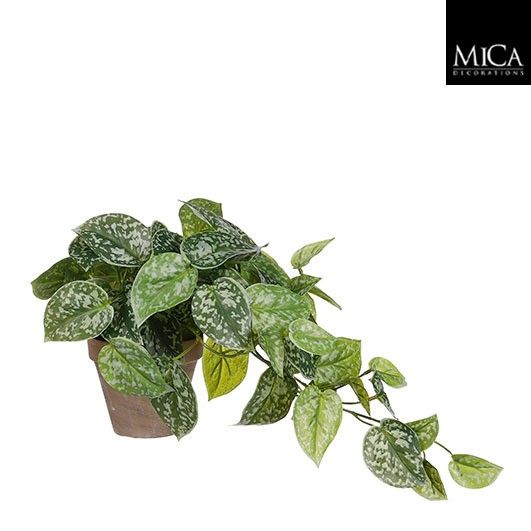 Scindapsus groen in pot Stan grijs d11,5cm - h44xd17cm