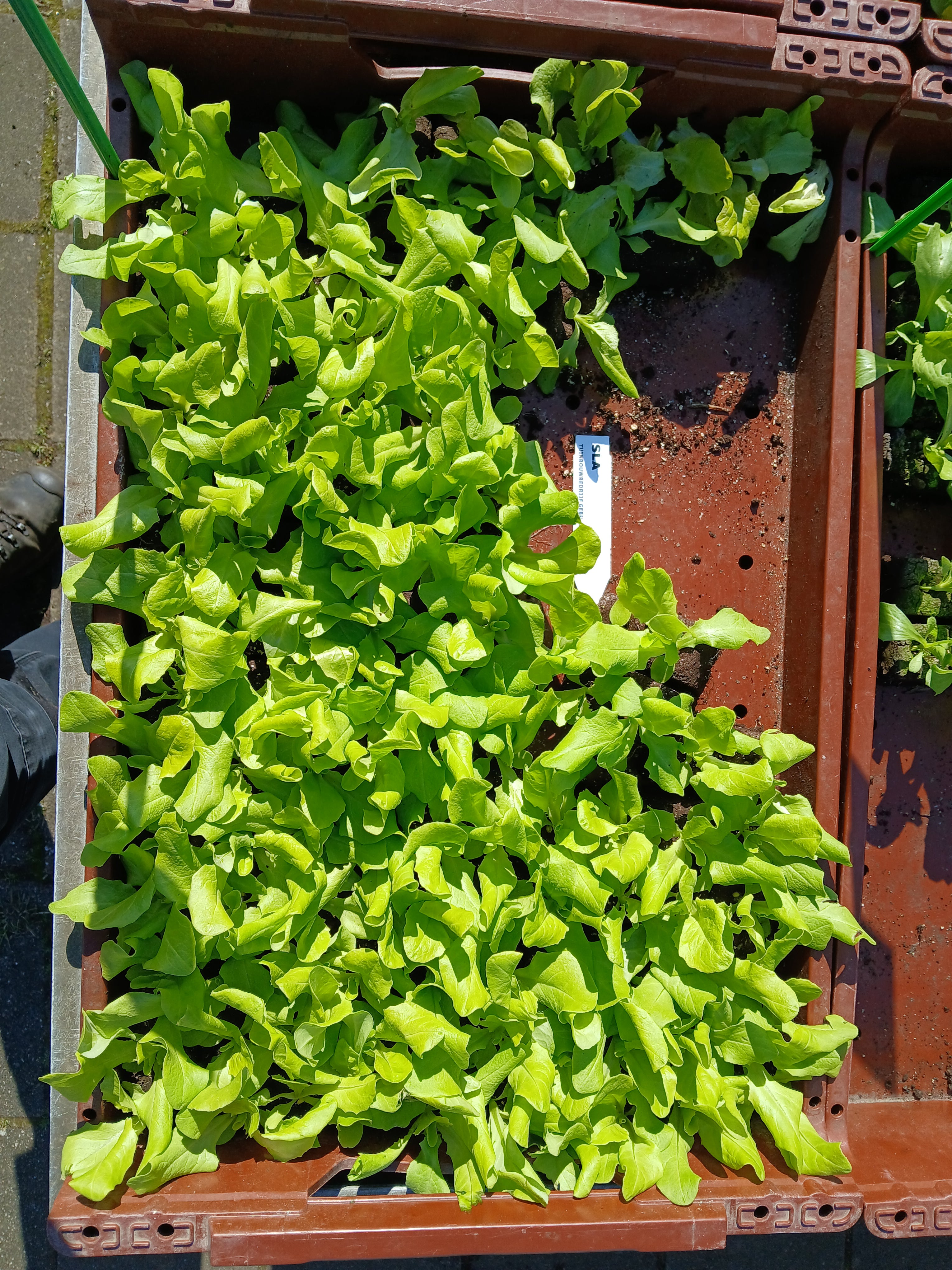 Sla Volle Grond – 4x4 cm perskluit