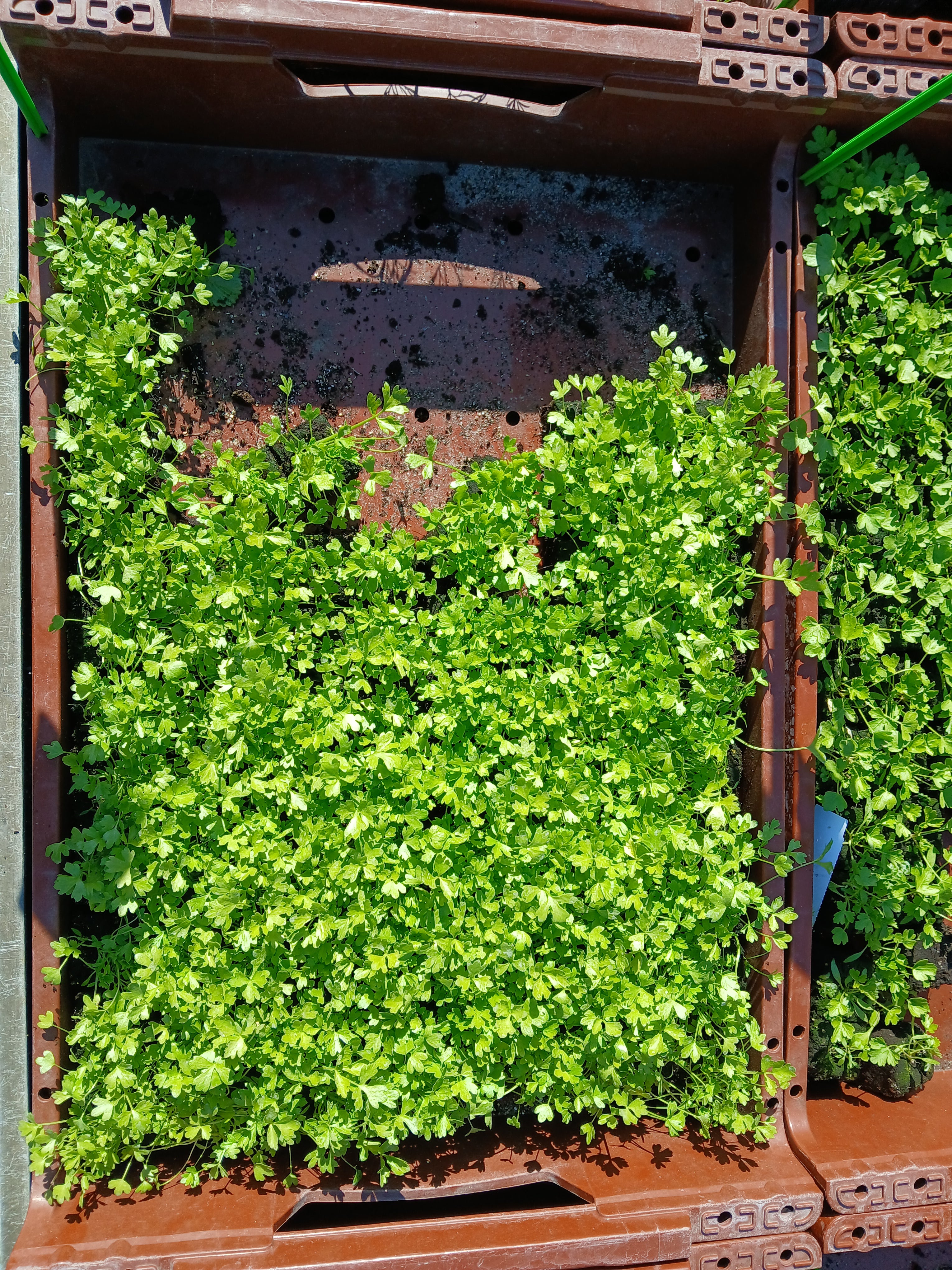 Snijselderij – 4x4 cm perskluit