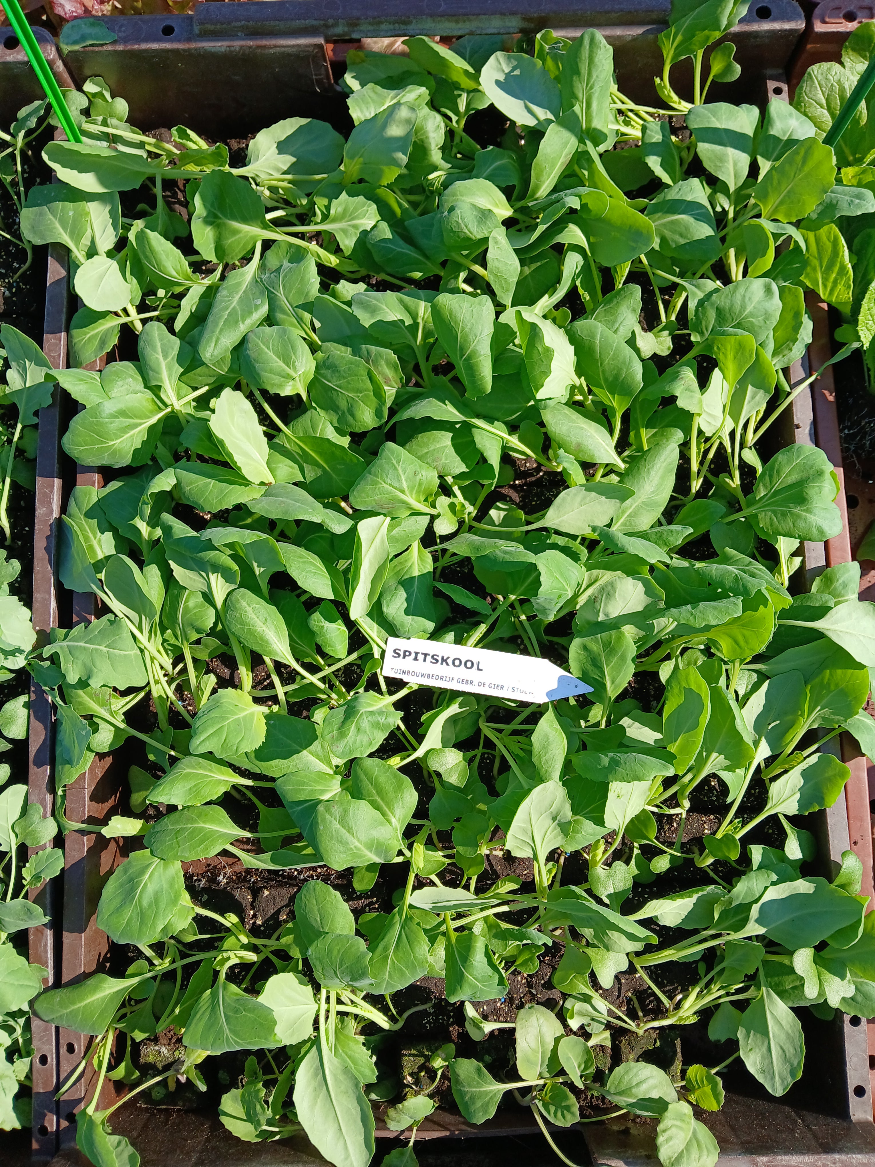 Spitskool – 4x4 cm perskluit