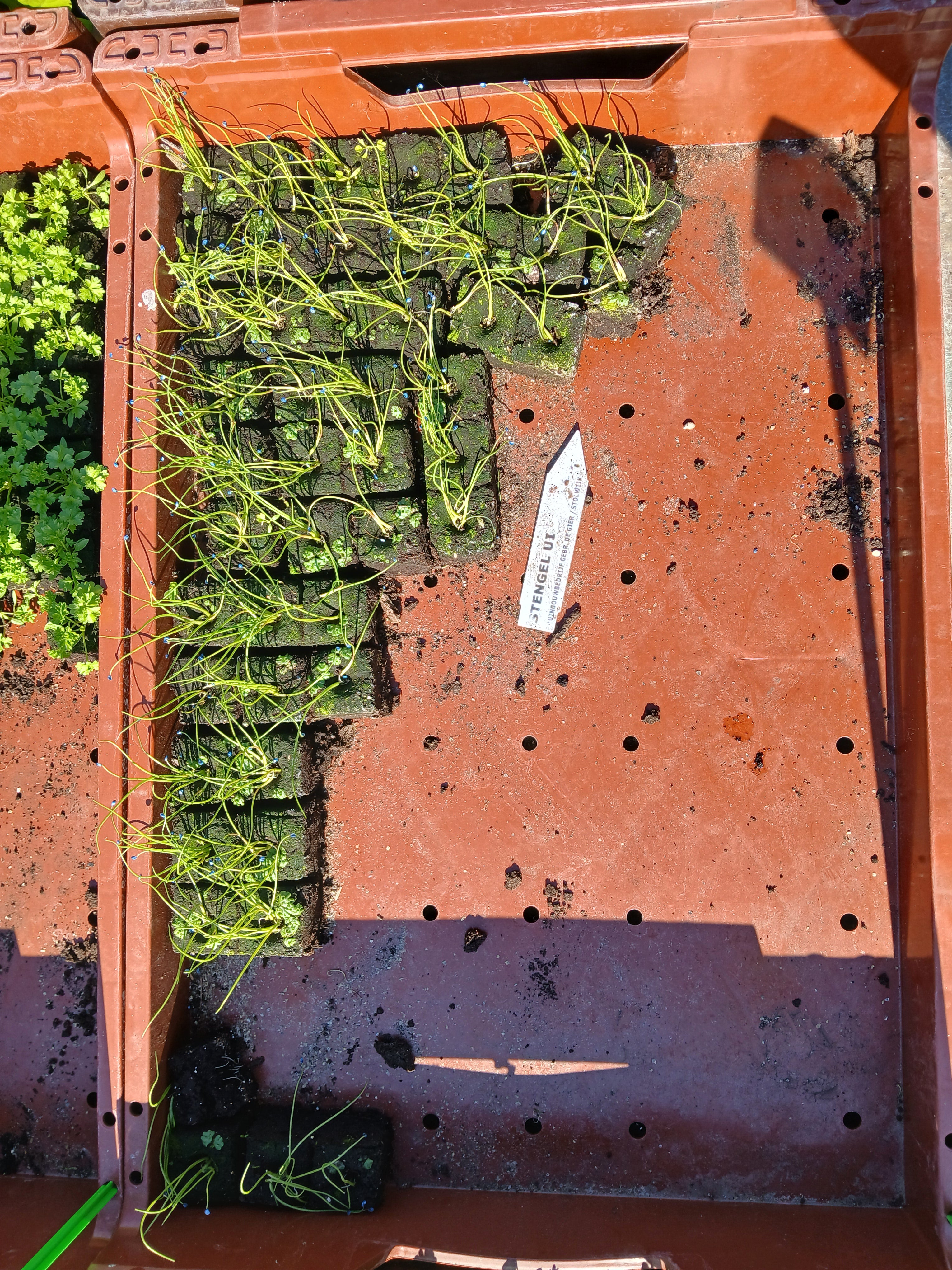 Stengel ui – 4x4 cm perskluit