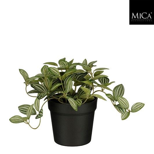 Tradescantia in pot groen - h16xd16cm