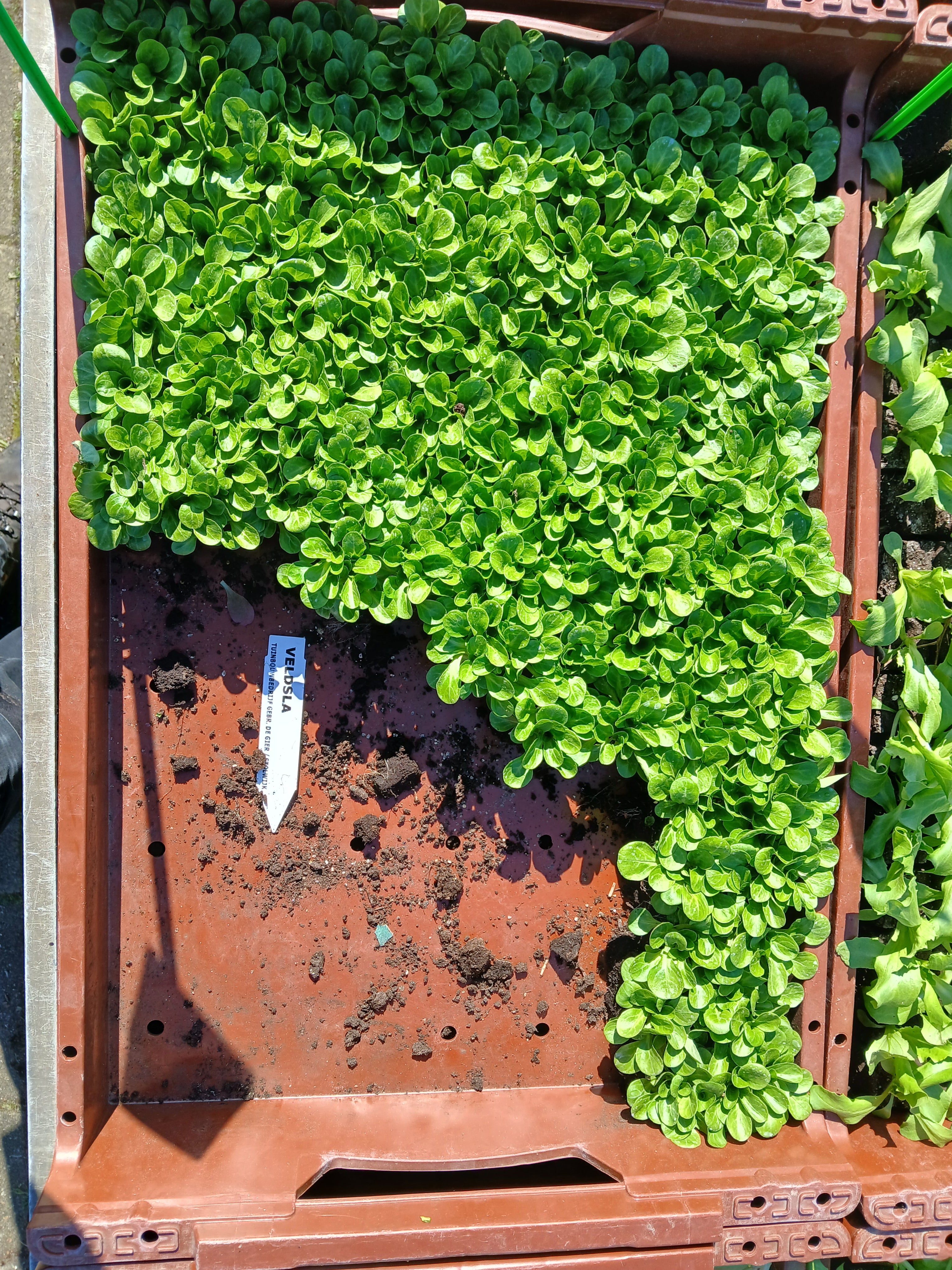 Veldsla – 4x4 cm perskluit