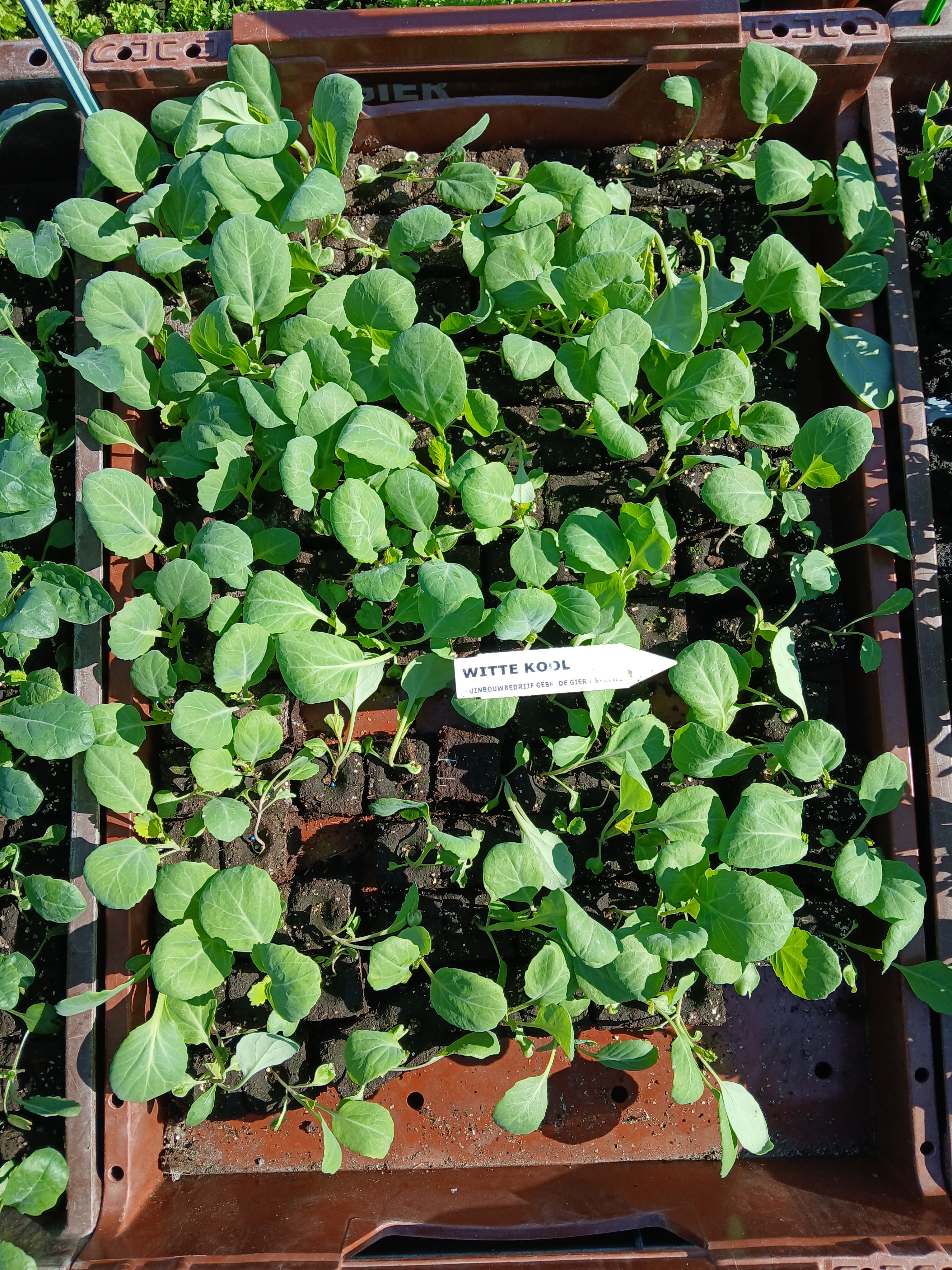 Witte Kool – 4x4 cm perskluit