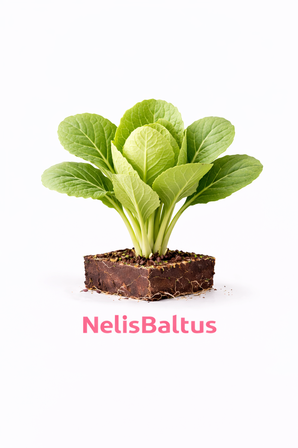 Witte Kool – 4x4 cm perskluit