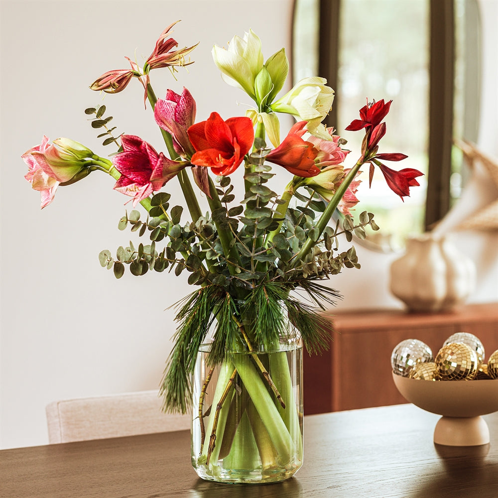 Amaryllis pracht