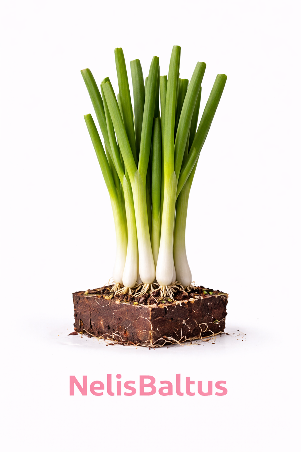 Stengel ui – 4x4 cm perskluit